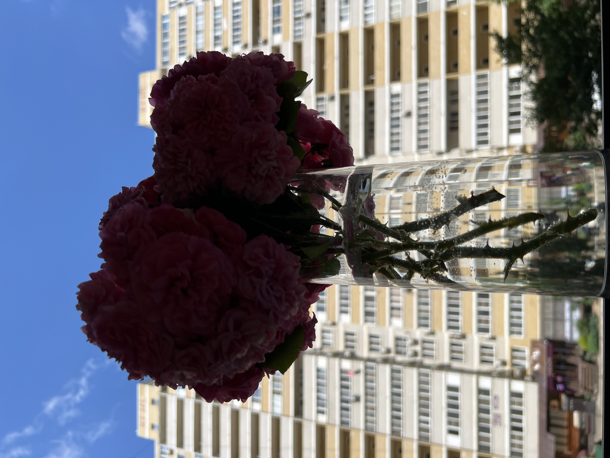 A bouquet of pink roses is displayed in a clear glass vase filled with water. The vase and flowers are positioned in the foreground, silhouetted against a bright blue sky with scattered white clouds. In the background, a tall, multi-story residential building with a pale yellow and white facade dominates the scene. The building features numerous windows and balconies, indicative of urban housing. The perspective suggests the image was taken from an indoor location, possibly an apartment, looking outwards. The overall impression is a juxtaposition of nature and urban architecture. The location is identified as Krasnodar, Russia.