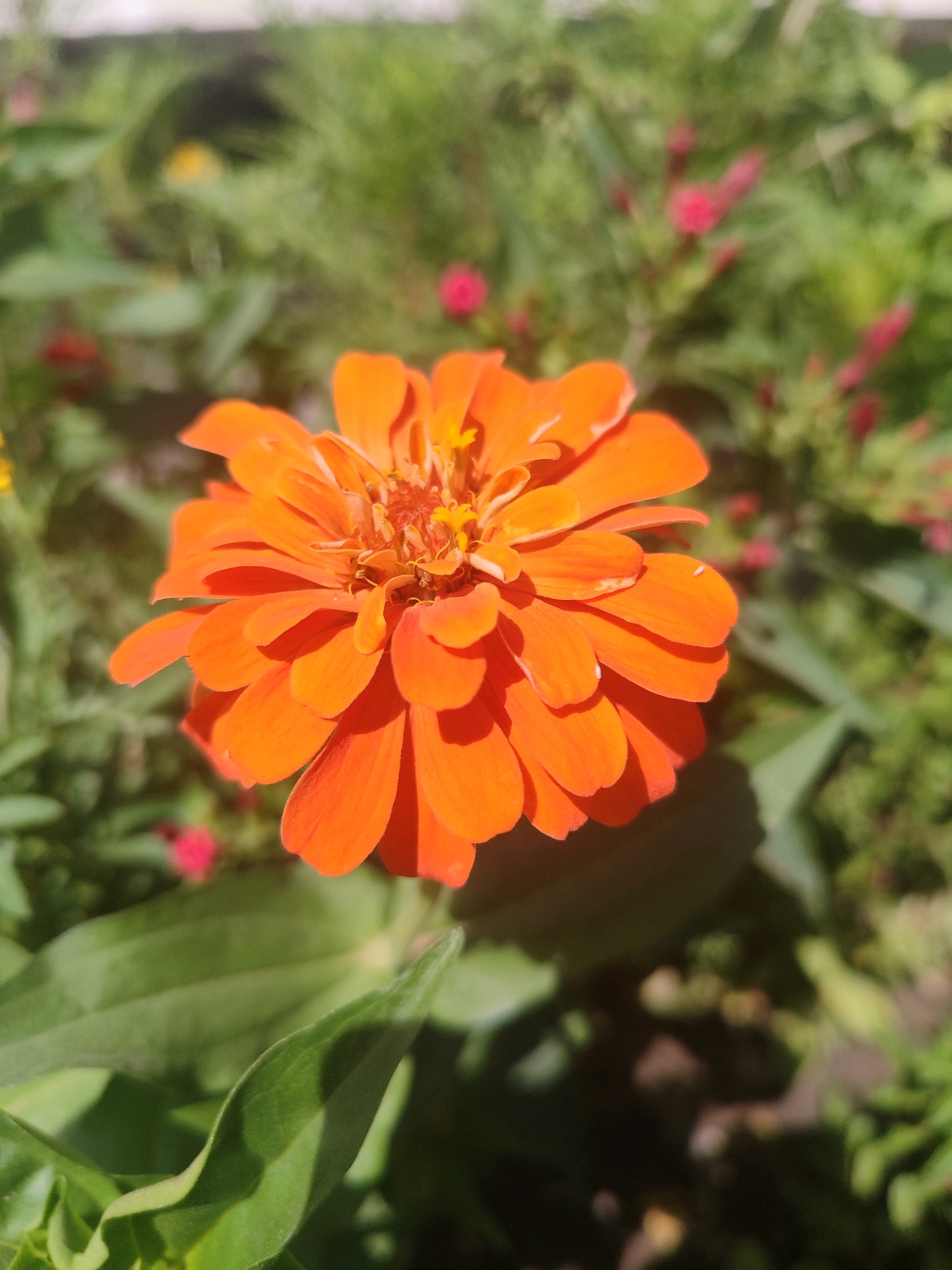 An extreme close-up shot focuses on an orange zinnia flower, capturing its delicate petals and central yellow pistils. The flower is the primary subject, positioned centrally in the frame and rendered in sharp detail. Surrounding the zinnia is a soft, blurred backdrop of lush green foliage and hints of red flower buds, suggesting a garden setting. The lighting appears natural, with shadows cast by the petals indicating sunlight. The scene evokes a sense of natural beauty and tranquility. The location of this image is the Botanical Garden of Uzbekistan in Tashkent, Uzbekistan, known for its diverse collection of flora and well-maintained gardens.