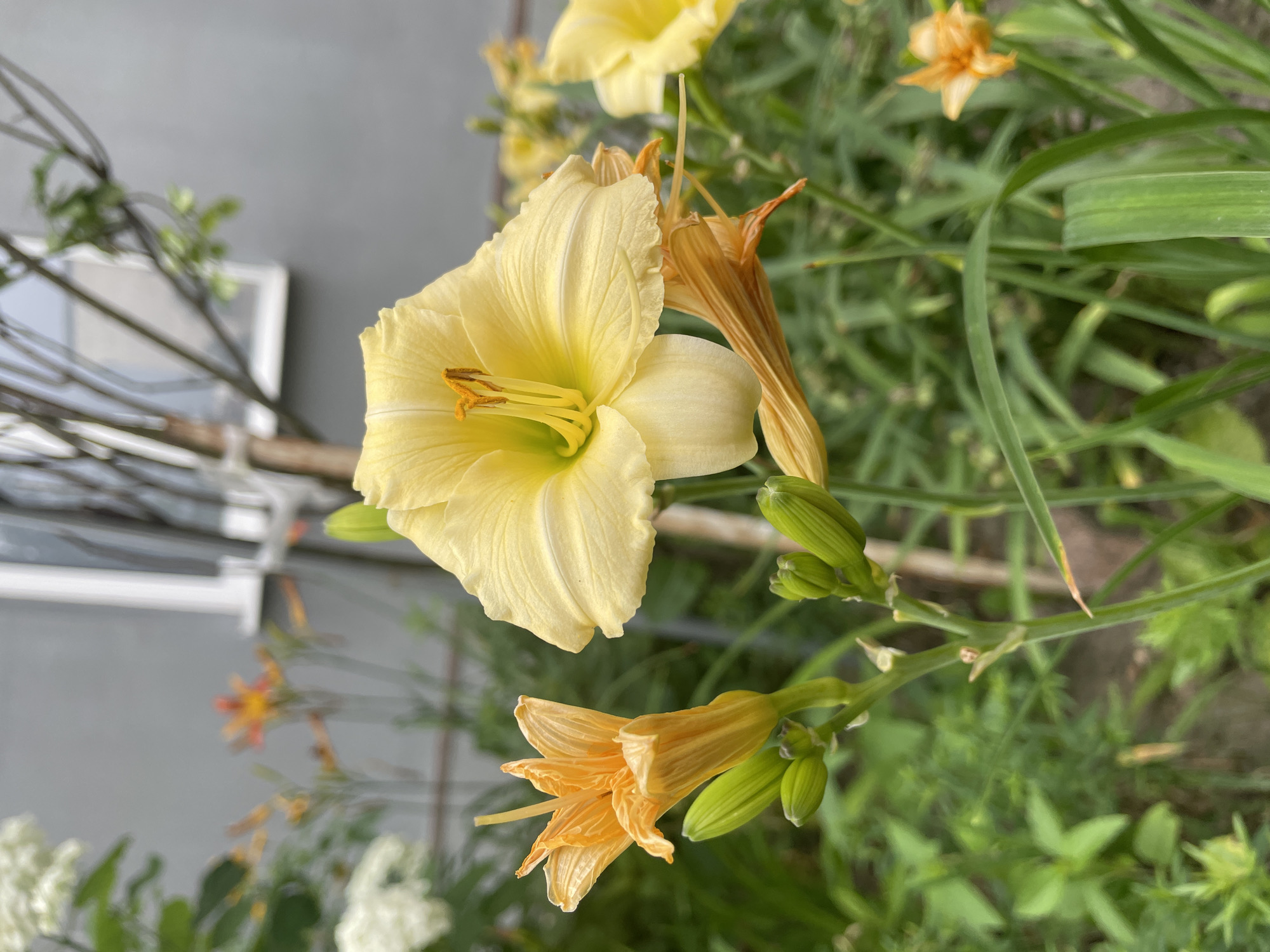 A close-up shot captures a cluster of daylilies in a garden, with one large, pale yellow bloom dominating the foreground. To its left, an orange daylily with unfurled petals and green buds is prominently displayed. The background features a grey wall, a window, and blurred greenery, suggesting an outdoor setting likely in a residential area of Brest, Belarus. No people or specific actions are depicted.