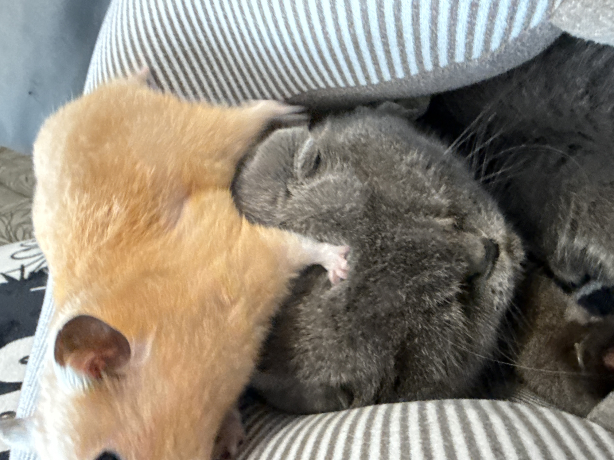 A light orange hamster is resting on top of a grey cat. The cat is lying down in what appears to be a pet bed with striped padding. The cat's head is visible, with its eyes closed. The hamster's paws are resting on the cat's head. The image is a close-up shot, and the background is blurred. No specific location in Pastavy, Belarus can be determined from the image.