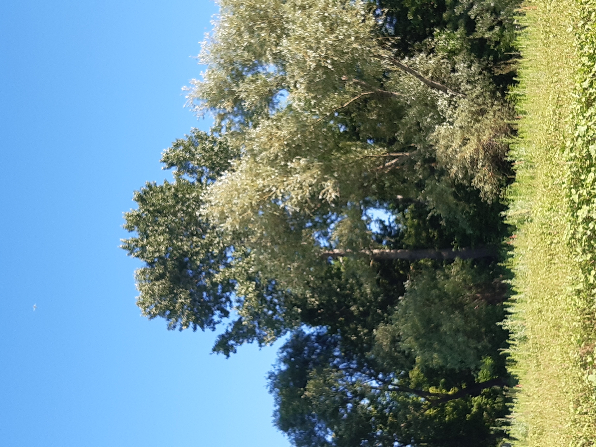 The image depicts a clear blue sky with a few trees and a dense green hedge. The trees are in various shades of green, with some appearing lighter and more feathery than others. The hedge is a vibrant green, stretching vertically along the right side of the frame. The sun appears to be high in the sky, casting a bright light and creating shadows on the foliage. There is a small white object, possibly a bird or an airplane, visible in the upper left portion of the sky. The scene suggests a warm, sunny day in a natural or park-like setting. The orientation of the image is landscape, with the sky occupying the majority of the frame. There is no visible text in the image. The location context provided is Sokil, Ukraine, which aligns with a natural outdoor environment.