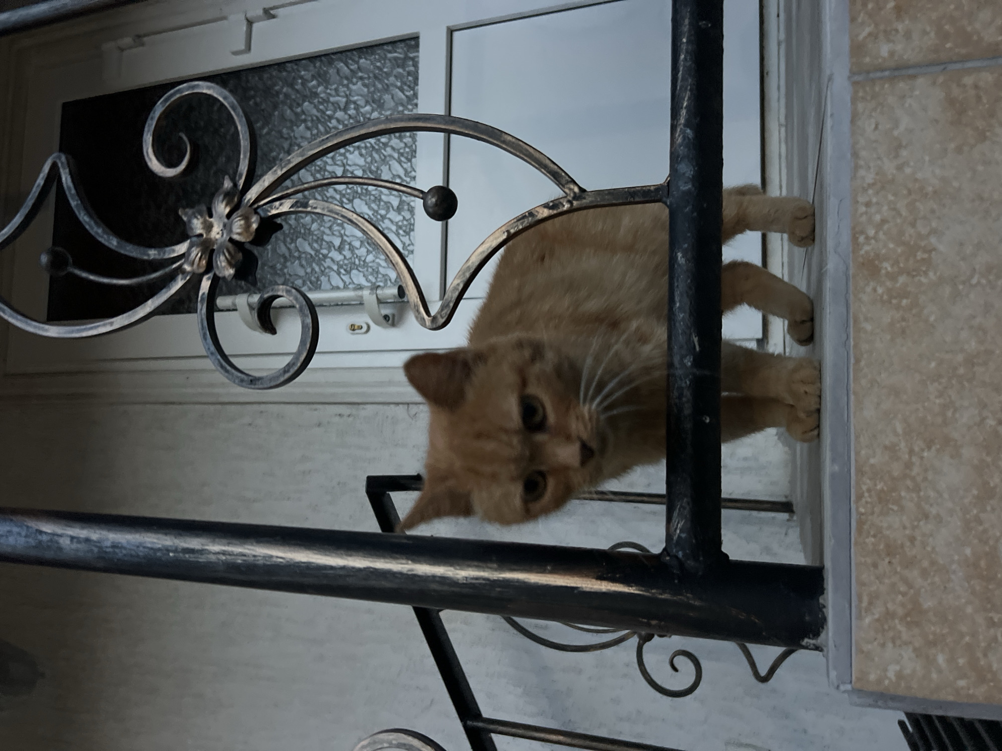 An orange tabby cat stands on a tiled step in front of a white door with frosted glass, partially obscured by decorative black metal railings. The cat is facing slightly left, with its head turned towards the viewer, its expression appears somewhat wary. Its paws are visible on the step, and the textured surface of the step and railing are clear. The background includes a lightly textured white wall and the frosted glass of the door, suggesting an outdoor setting, likely a residential entrance. The lighting is even, indicating it is daytime. There is no discernible indication of the city of Yaremche, Ukraine.