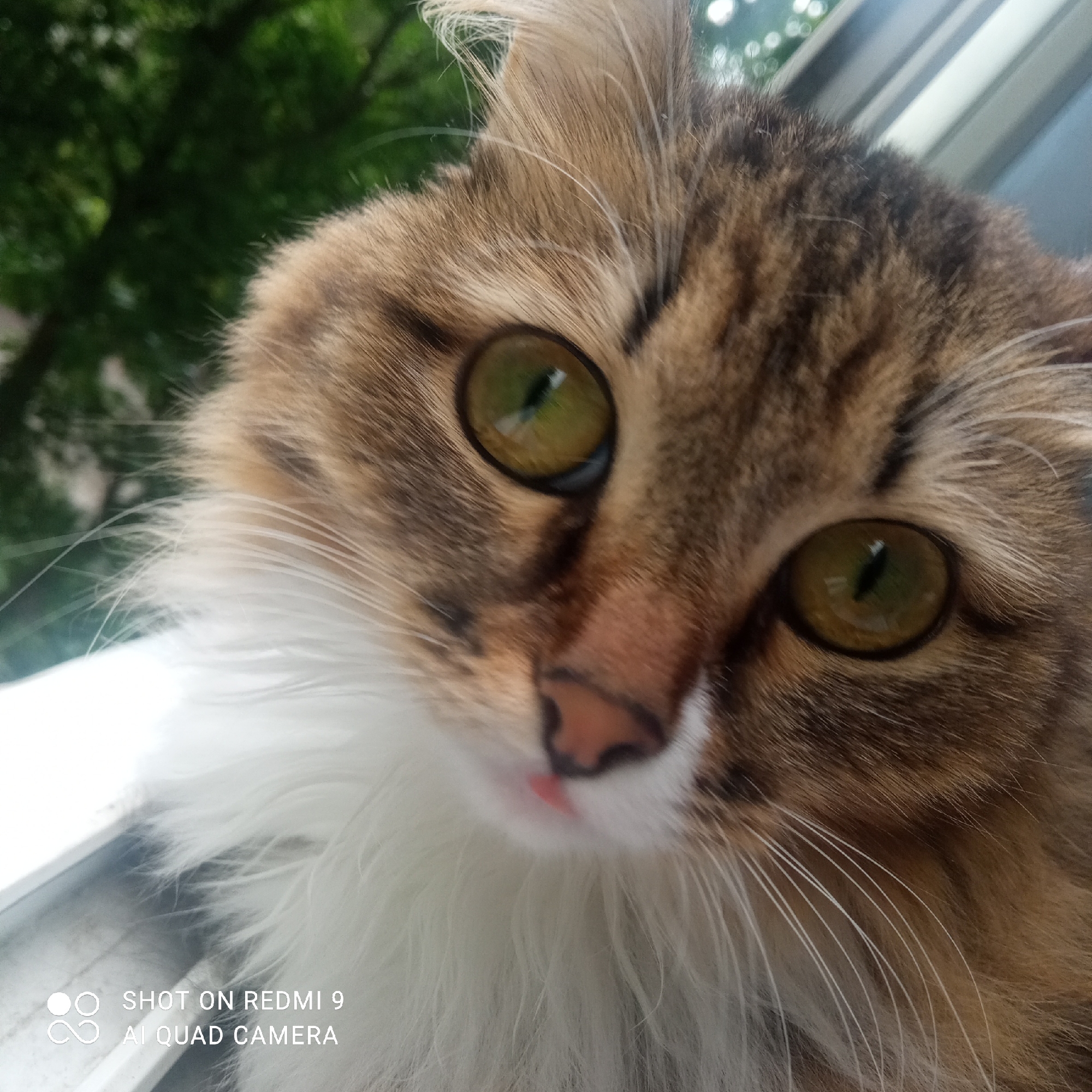 A close-up shot of a cat with brown, white, and black fur. The cat has yellow-green eyes with slit pupils. The cat's nose is pink, and a small portion of its tongue is visible. The background consists of green foliage and a blurry window frame. "SHOT ON REDMI 9 AI QUAD CAMERA" text is in the bottom left corner. This image was likely taken in an indoor setting. I cannot provide a location of Chaikovsky, Russia.