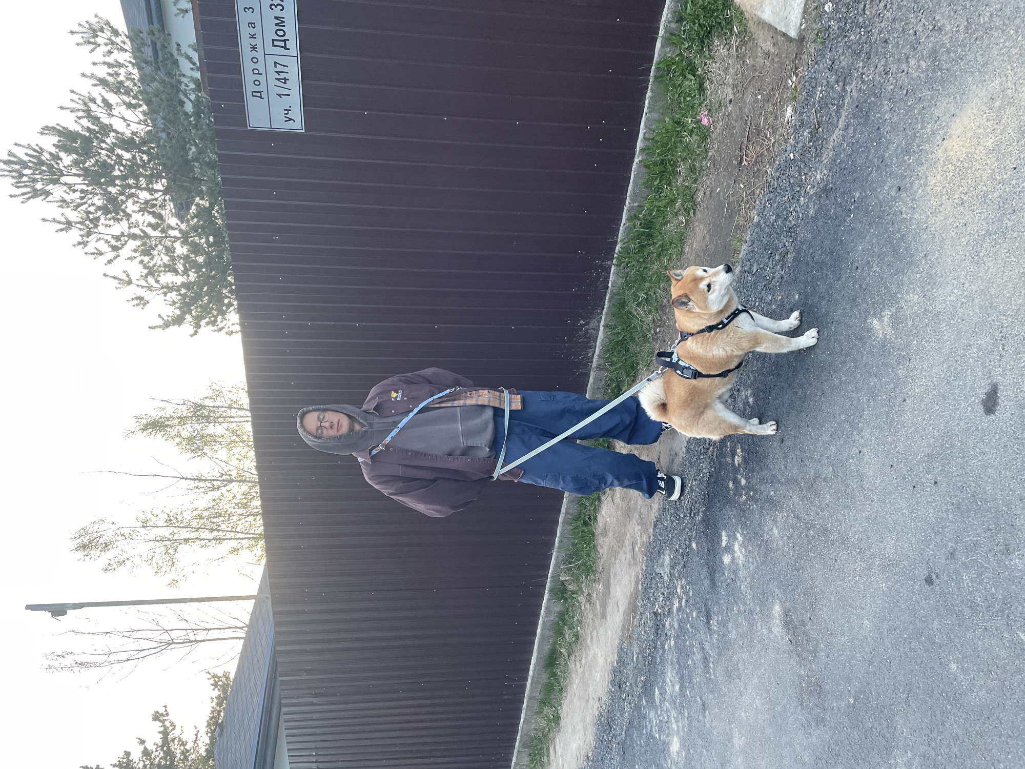 A person in a brown jacket, gray hoodie, and blue pants walks a Shiba Inu dog on a leash along a paved path. The scene is set next to a dark brown fence with a sign indicating the location as "Дорожка 3 уч. 1/417 Дом 32" (Dorozhka 3 uch. 1/417 Dom 32), presumably in Sestroretsk, Russia. Grass grows between the fence and the path.