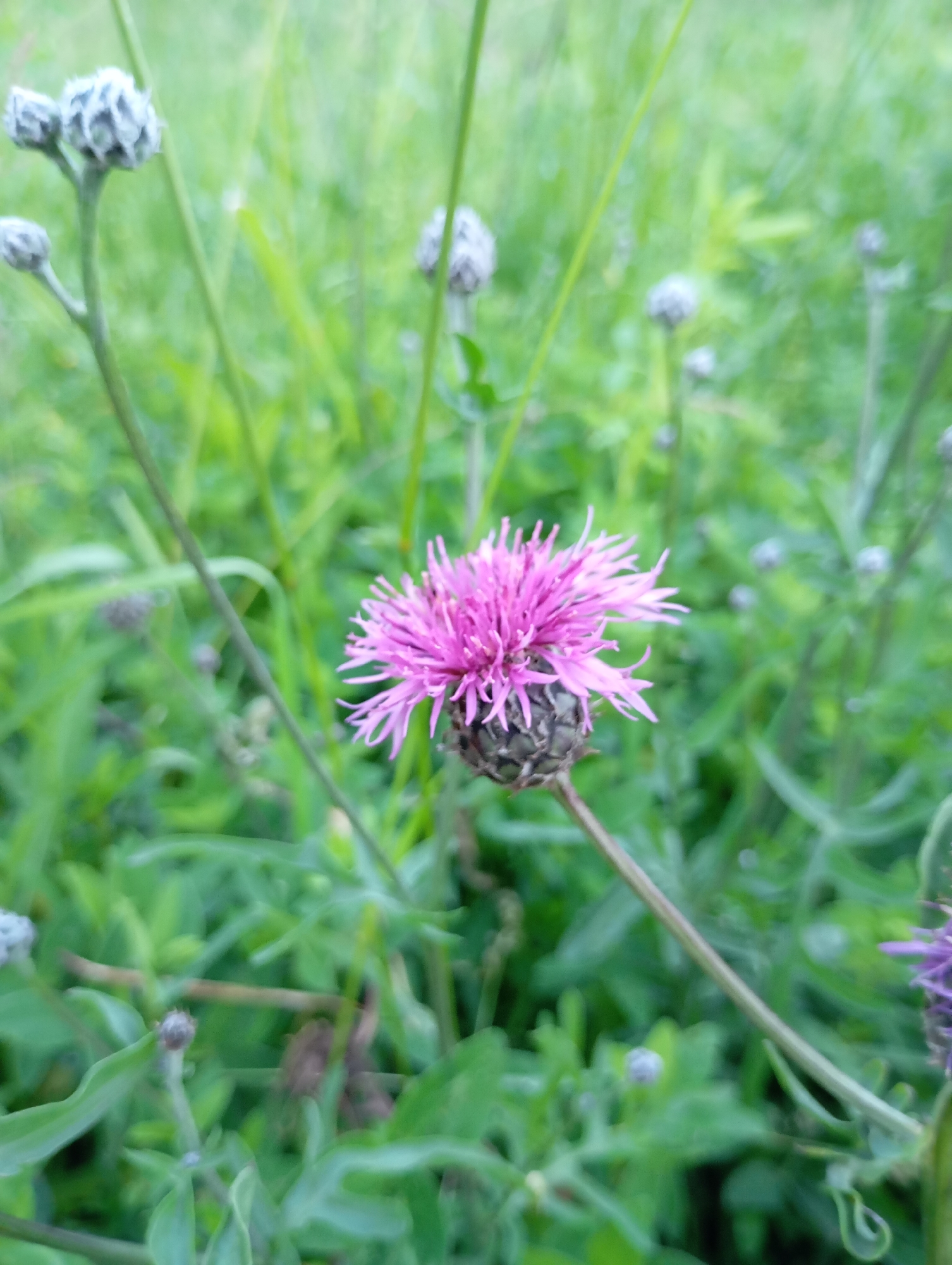 In the foreground of the image, a vibrant pink thistle bloom is the central subject. The flower, with its delicate, spiky petals, is captured in sharp focus, contrasting with the soft-focus green foliage that surrounds it. The thistle is positioned slightly to the left of the center, with its stem extending downwards and to the right. Several unopened thistle buds, which appear greyish and fuzzy, are scattered throughout the background, adding depth to the scene. The overall environment is that of a natural, overgrown area, likely a field or garden, with tall green grasses and other low-lying plants forming a lush, verdant backdrop. The lighting suggests it is daytime, with a soft, diffused light illuminating the scene. This image depicts a close-up view of a thistle flower in a natural setting, with no discernible human presence or urban elements visible. The location is identified as Рябки, Russia.