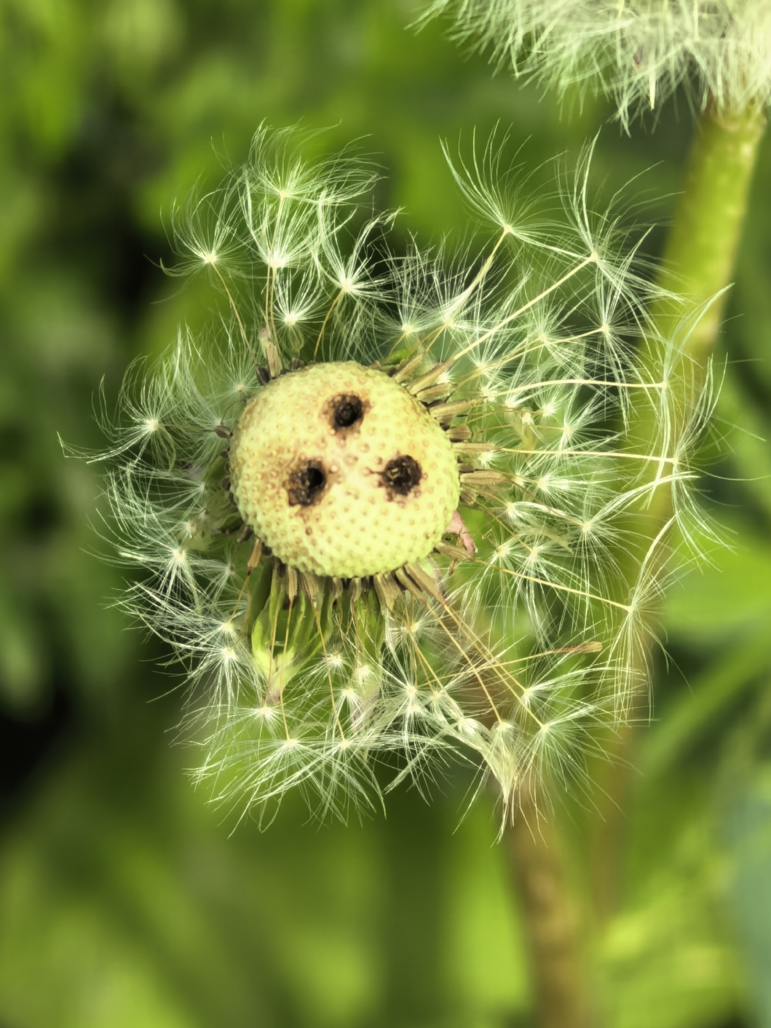 The image displays a close-up, high-angle view of a partially dispersed dandelion (Taraxacum officinale) seed head, located in Unknown, Unknown. The central subject is the light yellowish-green receptacle, a roughly circular structure from which numerous individual achenes (seeds with attached pappus) radiate outwards. Three prominent, dark, circular depressions are visible on the upper surface of the receptacle, indicating where seeds have already detached.
Approximately half of the feathery white pappus structures remain attached to the receptacle, fanning out in various directions, with some appearing more tightly clustered on the left and others extending further towards the right side of the frame. These delicate structures are translucent and illuminated, contrasting with the soft, out-of-focus green background. A portion of a green stem, likely belonging to the dandelion, is visible vertically on the far right side of the image, also out of focus. The overall scene suggests a natural outdoor environment with ample light. No human subjects are present.