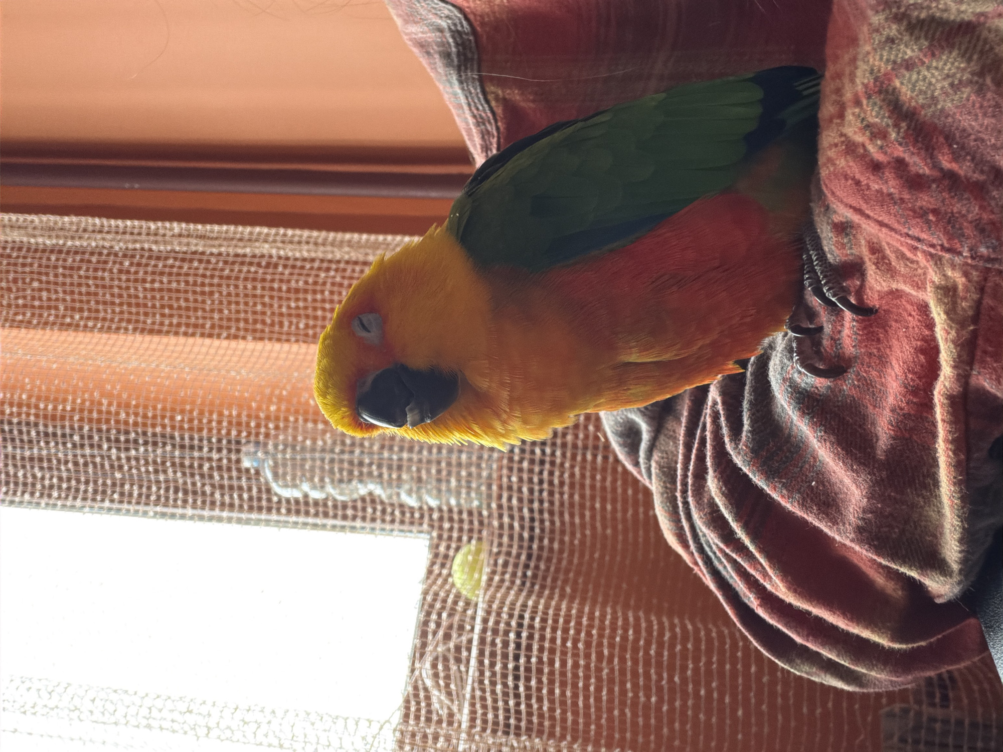 A vibrant parrot, likely a Sun Conure, is depicted sleeping or resting comfortably, captured in a close-up, vertically oriented photograph. The bird displays bright yellow plumage on its head and upper body, transitioning to orange-red on its breast and underside, with distinct green feathers on its back and wings. Its eyes are closed, indicating a state of rest, and its small black beak is visible.
The parrot is perched on a human arm or shoulder, which is covered by a textured, possibly plaid, fabric shirt in tones of red, brown, and grey. The bird's dark claws are visible, gripping the fabric gently.
The background reveals an indoor setting, likely near a window. A sheer, light-colored net curtain or blind diffuses bright daylight entering the room. Part of a window frame and an upper wall or blind section in a warm orange-brown hue are also visible. A small, translucent object, possibly a plastic cap, is caught within the netting in the lower background. The strong natural light suggests it is daytime. The scene evokes a sense of peace and domestic comfort. No discernible text is visible in the image. The provided location context is Khimki, Russia.