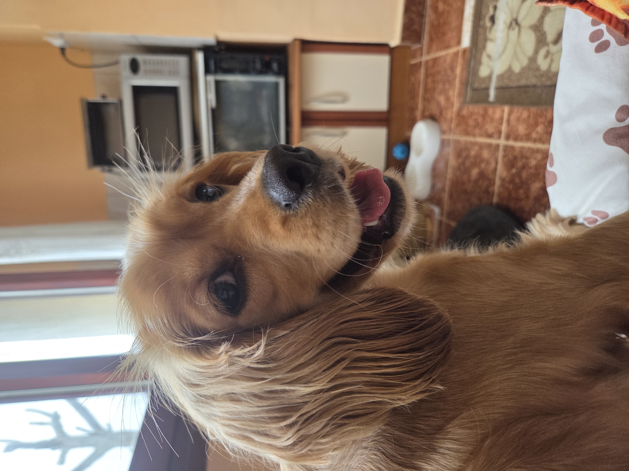A close-up, angled shot captures a golden Cocker Spaniel. The dog's head is tilted, its dark eyes gazing at the viewer, and its pink tongue peeks out of its mouth. The dog is lying on a patterned surface with a white fabric featuring brown paw prints. In the background, there is a kitchen with brown tile flooring, a light-colored rug, and a microwave. The photograph appears to be taken indoors. The location is near Pleven, Bulgaria.
