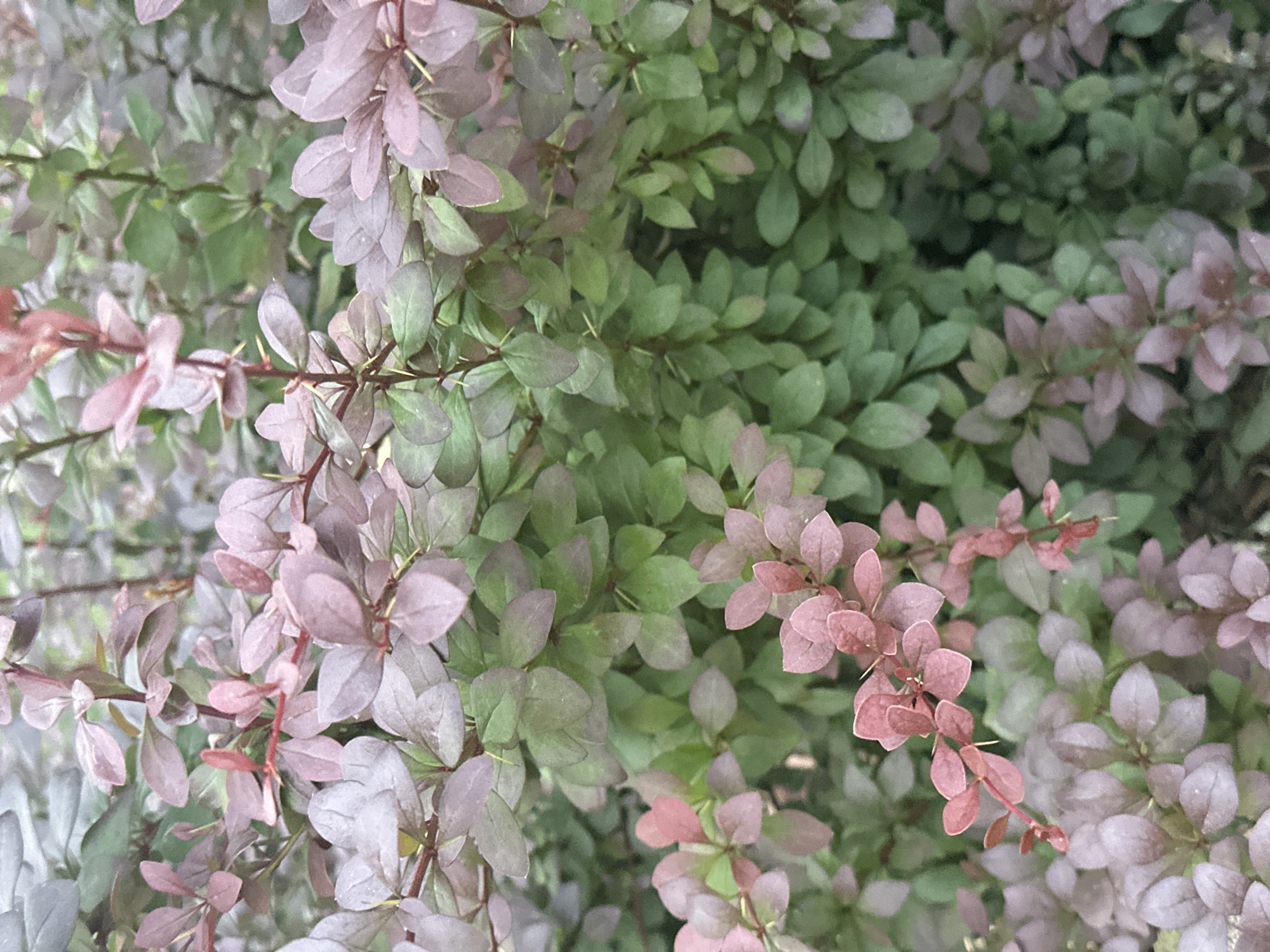 A close-up, high-angle shot captures the dense foliage of a thorny shrub, identified as **Berberis**, located in Gijón/Xixón, Spain. The shrub's small, oval to obovate leaves display a prominent color gradient: newer growth exhibits a reddish-purple or dusty rose hue, transitioning to shades of green for more mature leaves. Slender, reddish-brown stems are visible between clusters of leaves, many bearing small, sharp thorns. The leaves are arranged alternately along the stems, creating a layered and textured appearance. The background is a soft blur of additional, out-of-focus foliage consistent with the foreground plant. The scene is illuminated by natural, ambient light. No human figures, animals, or man-made objects are present.