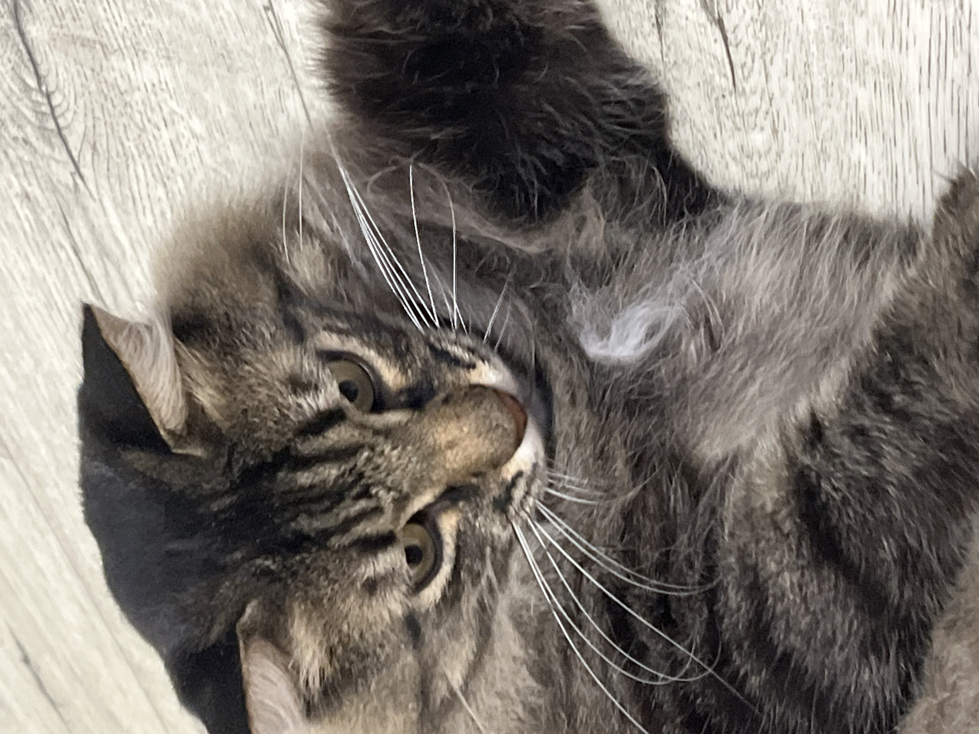 The image shows a close-up of a tabby cat lying on a wooden floor. The cat is primarily brown and black with tabby stripes. Its face is visible, with green eyes, whiskers, and a pink nose. The cat's fur is long and appears fluffy. The wooden floor has a light gray color with visible grain and plank lines. There is no indication of the city of Krasnyye Barrikady, Russia, in the image.