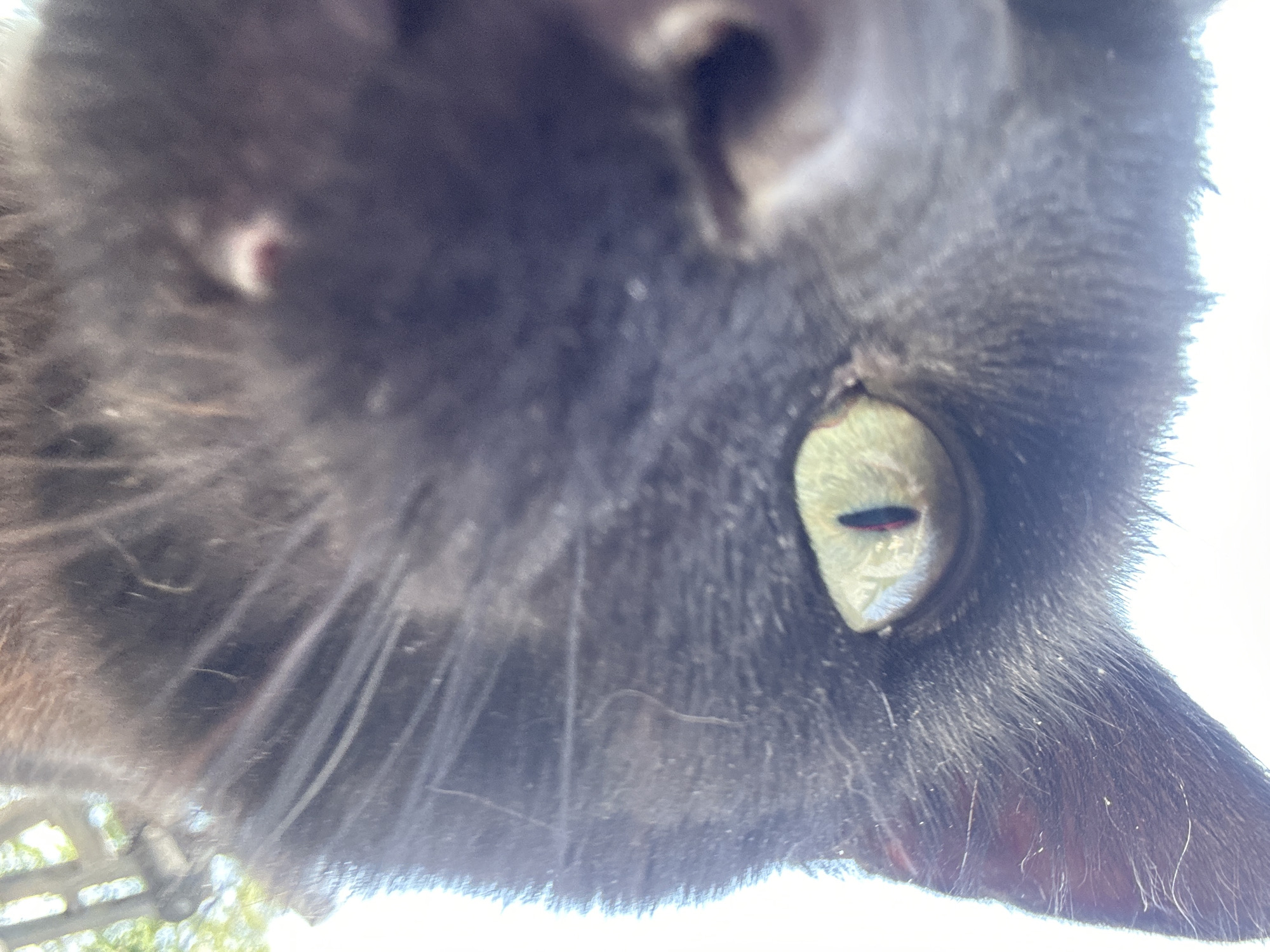 A close-up, low-angle, outdoor, daylight photograph captures the face of a black cat. The cat's left eye, with a green iris and a vertical black pupil, is prominently featured. A small portion of its nose and whiskers are also visible. The background consists of a bright, overcast sky, and out-of-focus green foliage and a light-colored structure, possibly a fence, on the right side of the frame. The cat appears to be looking directly at the camera. There is no discernible indication of the specific location within Moortown, Ireland.