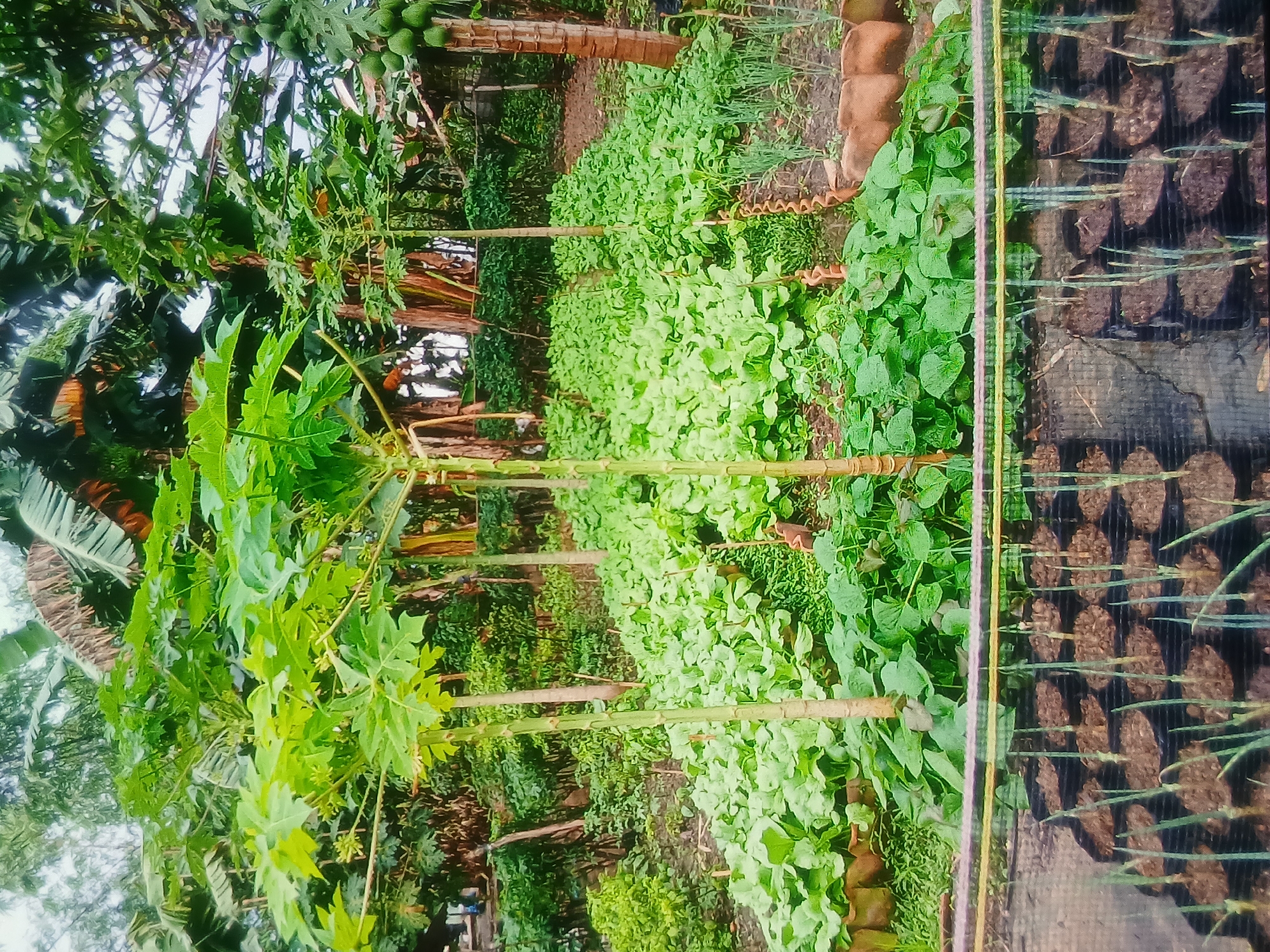 This image depicts a vibrant garden in Setia Bakti, Indonesia, featuring a variety of cultivated plants. In the foreground, rows of young onion plants are visible, neatly arranged in individual black pots and covered by a protective mesh netting. Beyond this, a dense field of leafy green vegetables, likely a type of mustard green or bok choy, stretches across the landscape. Several papaya trees, distinguished by their tall, slender trunks and large, palmate leaves, are interspersed throughout the garden. Some of these trees bear small, green papayas. The background is filled with lush vegetation, including banana trees with their characteristic broad leaves, and other dense foliage, suggesting a tropical environment. The overall scene conveys a sense of agricultural productivity and a well-maintained garden.