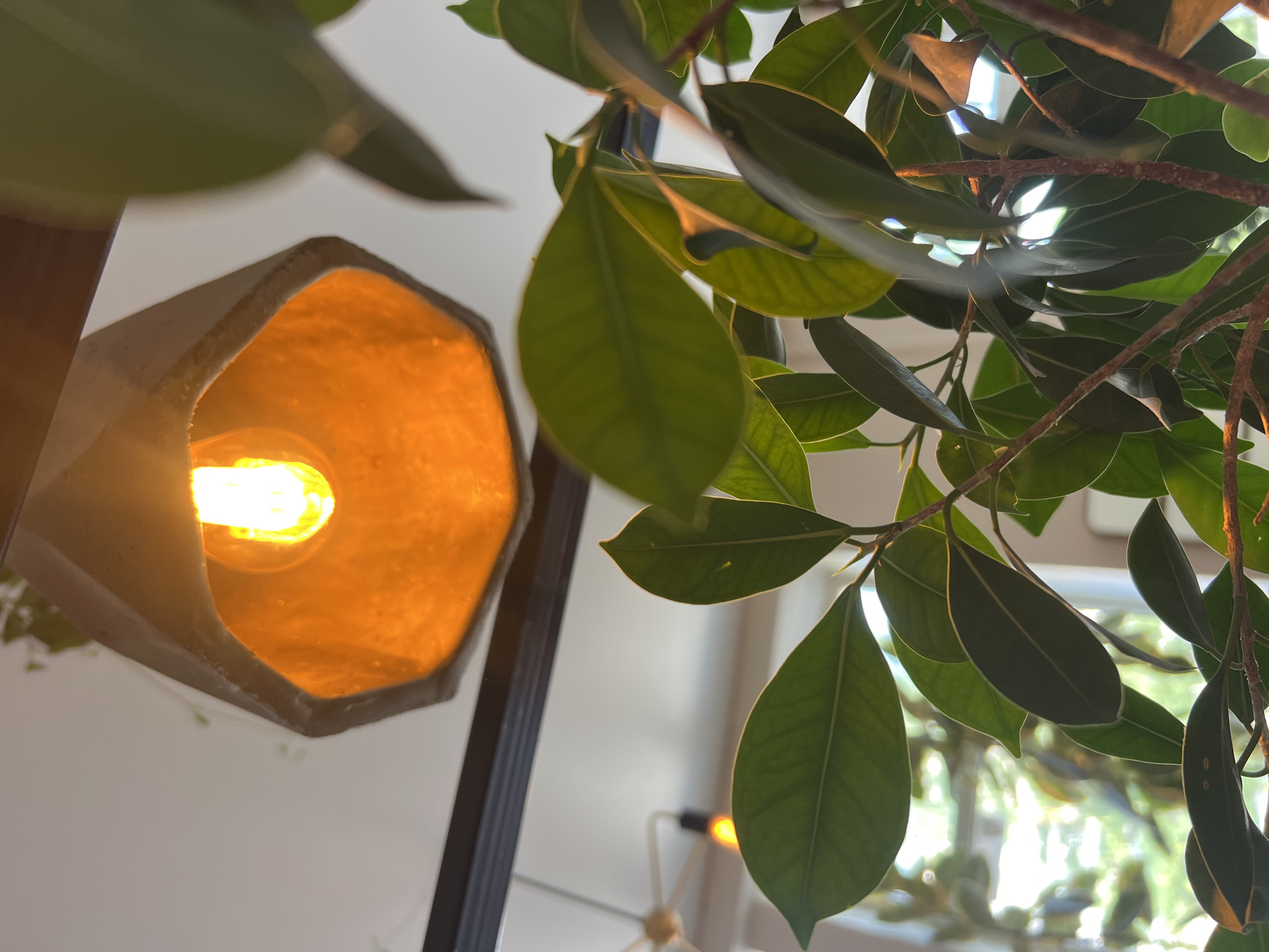 The image depicts an interior scene featuring a houseplant with lush green leaves in the foreground. Behind the plant, a modern light fixture with a warm, orange glow from an exposed bulb is visible. The background shows a ceiling with a faint pattern and what appears to be part of a ceiling fan and another light fixture in the distance, suggesting a residential or commercial indoor space. The lighting is soft and ambient, with the warm light of the fixture creating a cozy atmosphere. The scene does not provide specific indicators of its location within Odesa, Ukraine, beyond being an indoor environment.
