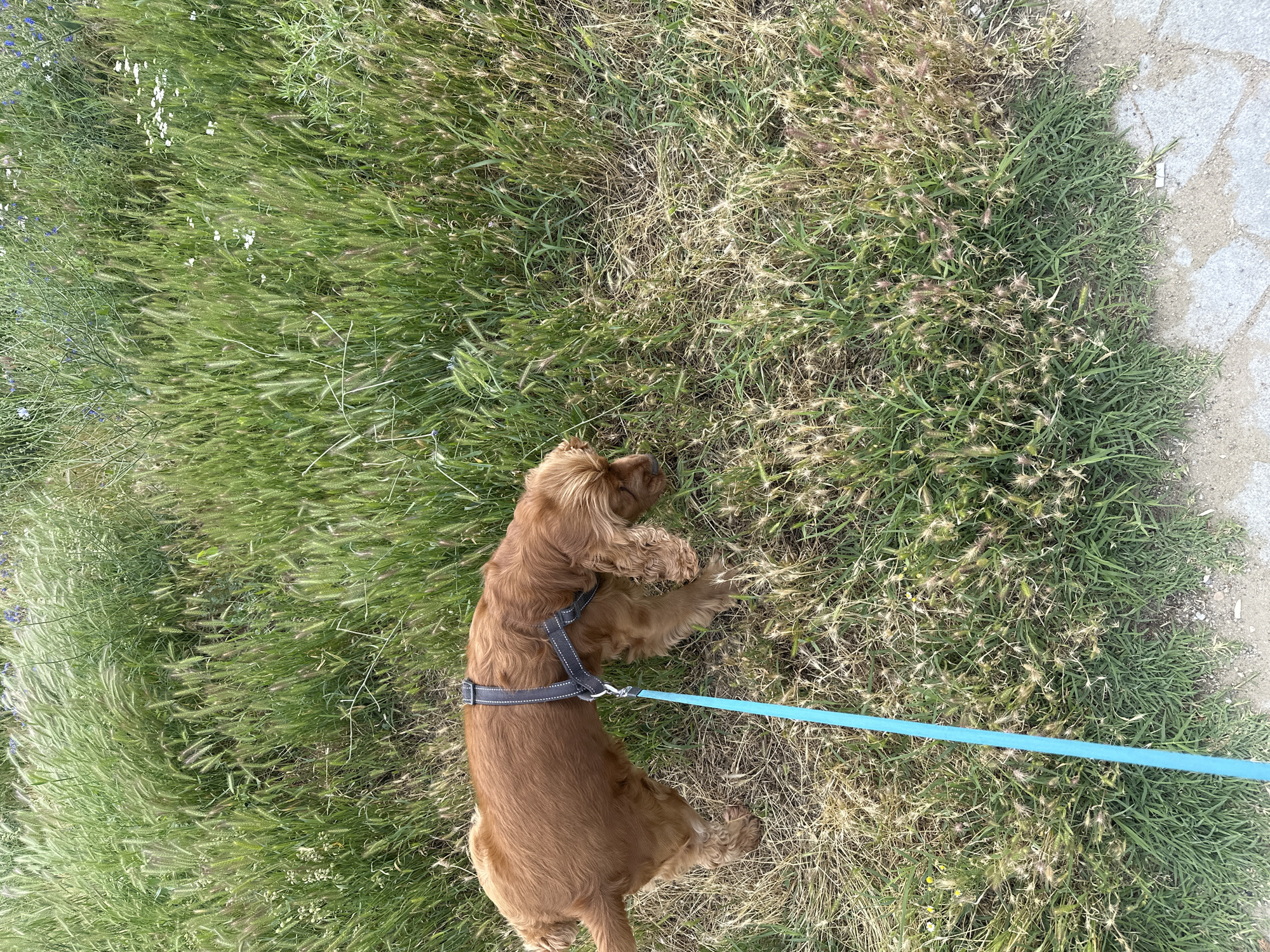 A golden-brown cocker spaniel is walking on a leash through tall grass and weeds. The dog is wearing a dark harness and a bright blue leash. The ground is a mixture of dirt and paving stones. The setting appears to be an outdoor space in the city of Sofia, Bulgaria, with natural vegetation and man-made elements coexisting. The dog is actively sniffing the ground, indicating a moment of exploration or interest in its surroundings. The lighting suggests it is daytime, possibly late afternoon due to the quality of light on the grass.