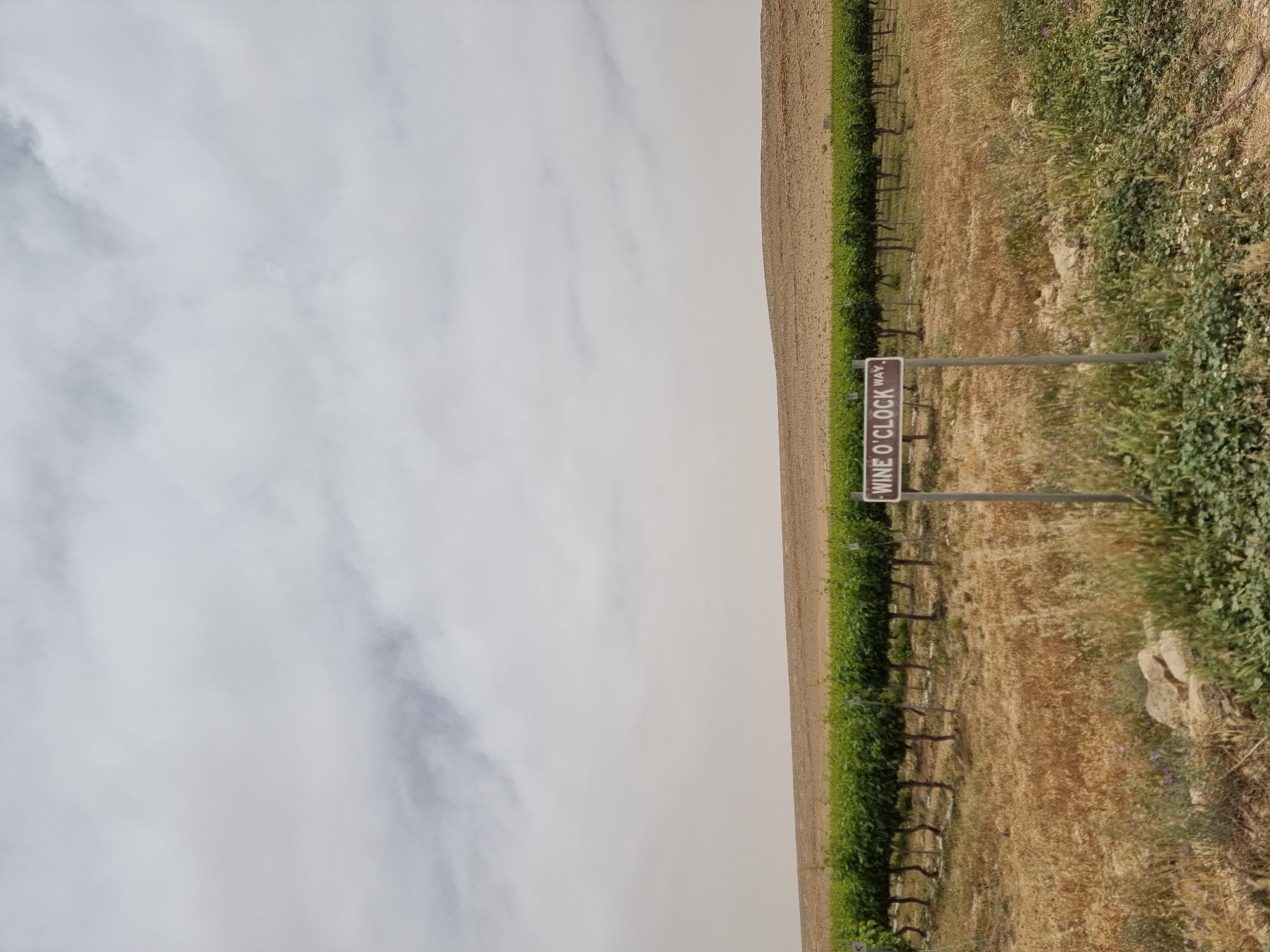 A vineyard in Ramat Negev Regional Council, Israel, features rows of grapevines under a sky filled with overcast clouds. A sign reading "WINE O'CLOCK WAY" is placed near the vines. Dry, grassy land is adjacent to the vineyard.