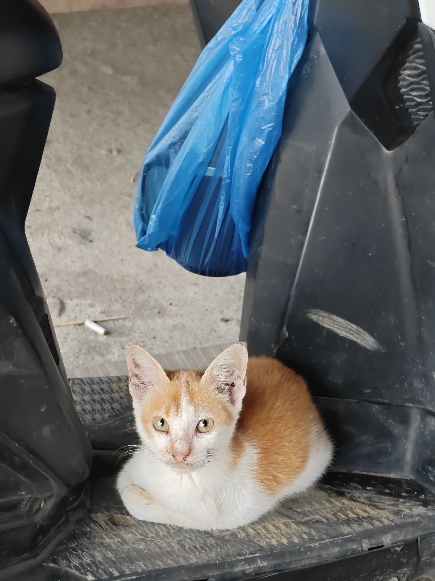 An orange and white kitten is curled up on the floorboard of a dark colored scooter, in the city of Lhokseumawe, Indonesia. The kitten is facing the camera with its green eyes open. Behind the kitten, a bright blue plastic bag hangs from an unseen object. The ground is paved with rough concrete. A single cigarette butt is visible on the ground to the left of the kitten.