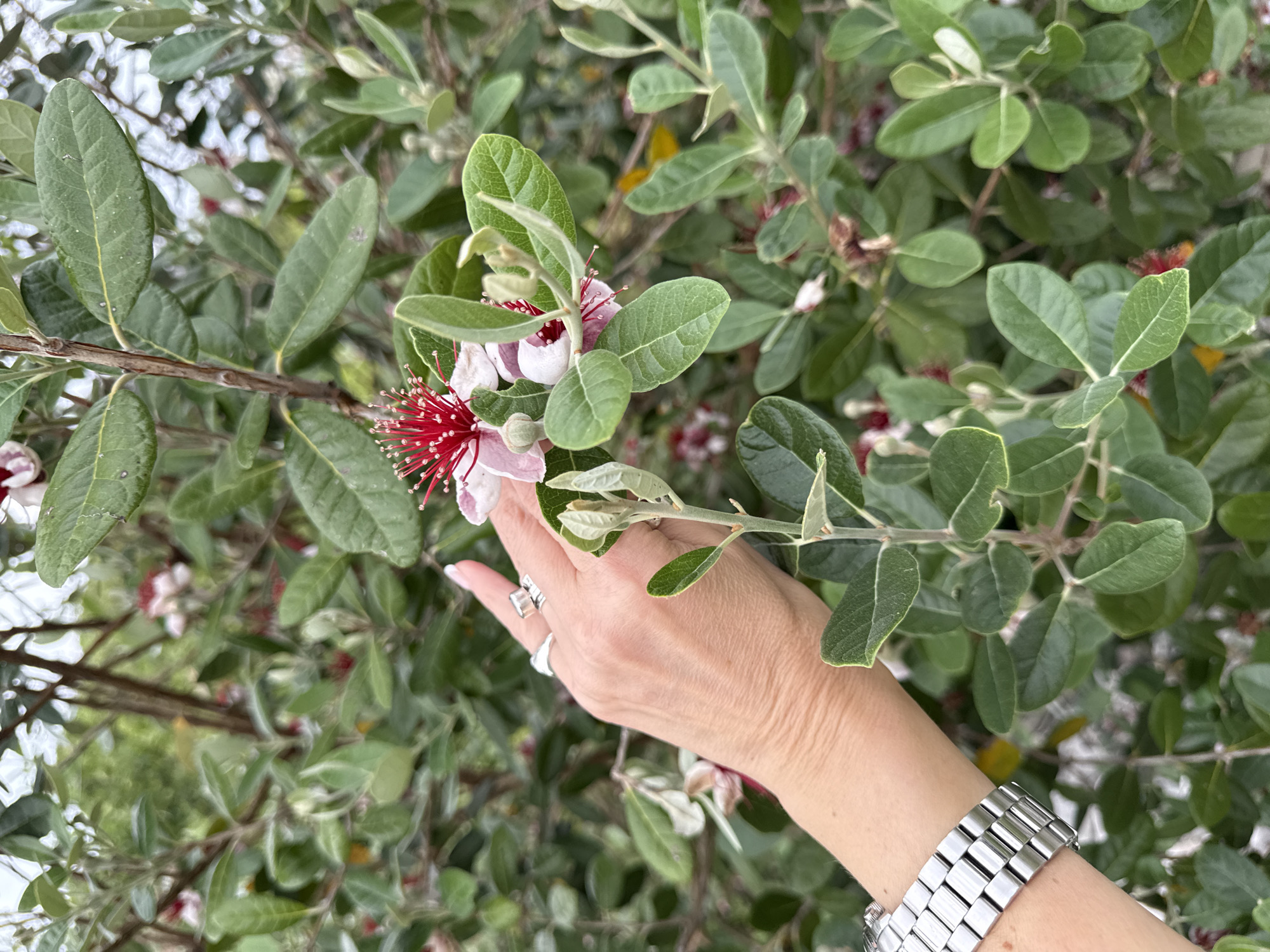 In this close-up shot, a person's hand with neatly manicured nails is gently touching a blooming Feijoa tree in Baranovka, Russia. The focus is on the delicate pink and white petals of the Feijoa flower, with its prominent red stamens reaching outwards. The leaves of the tree are a vibrant green, some with a slightly fuzzy texture, indicating a lush and healthy plant. The hand is adorned with a silver ring on the index finger and a silver watch with a link band on the wrist. The background is a blur of green foliage and hints of other flowers, suggesting a garden or natural setting. The lighting appears to be natural daylight, likely in the morning or afternoon, with soft shadows. The image conveys a sense of peaceful appreciation of nature, with the gentle touch of the hand suggesting a moment of quiet observation and connection with the blooming tree. No text is visible in the image.