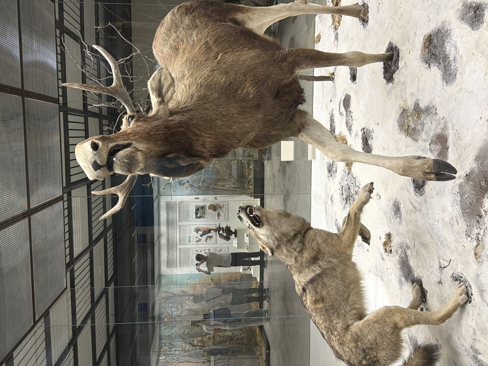 A taxidermied diorama depicts a staged confrontation between a wolf and a moose. The wolf, positioned on the left, is mid-leap with its mouth open, appearing to lunge at the moose. Its fur is a mottled brown and gray. The moose, to the right, stands with its head tilted back, its mouth open in a vocalization or defensive posture. It has large antlers and light brown fur. Both animals are on a sandy, textured surface with scattered clumps of debris, simulating an outdoor environment. In the background, behind glass, a museum exhibit is visible with dioramas of trees and birds, and several museum visitors. One visitor, a young person with dark hair, is taking a photo with a phone. Two other individuals are standing and observing the exhibits. The ceiling features a grid of metallic panels and lighting fixtures.