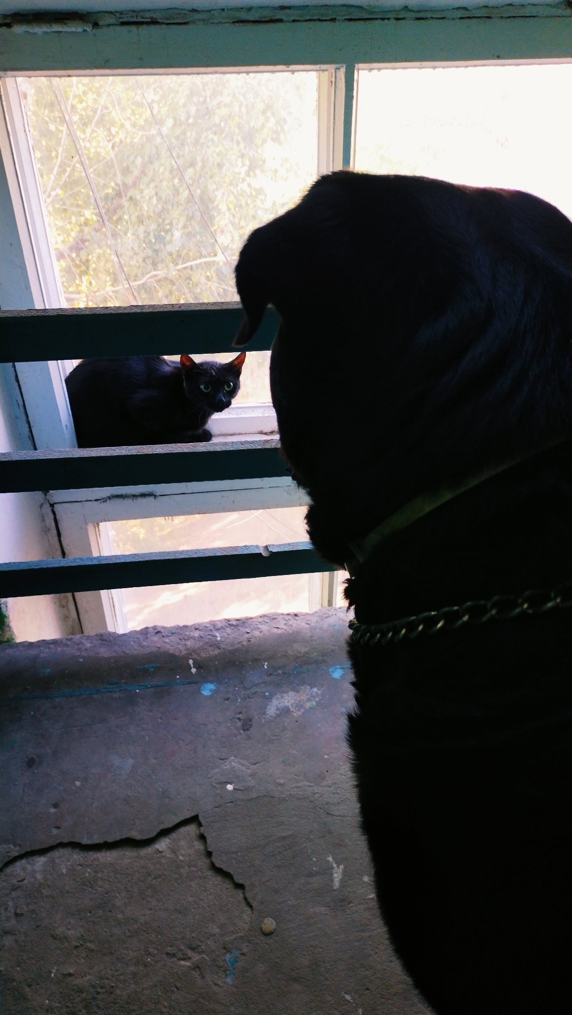 In Horishni Plavni, Ukraine, on a cracked, weathered concrete surface, a black cat with bright green eyes sits alert on a blue-painted wooden shelf. Behind the cat, a window shows a blurred view of trees and daylight. In the foreground, the dark silhouette of a dog, wearing a green collar with a metal chain, faces away from the camera, its head turned towards the cat. The scene appears to be an interior space with natural light.