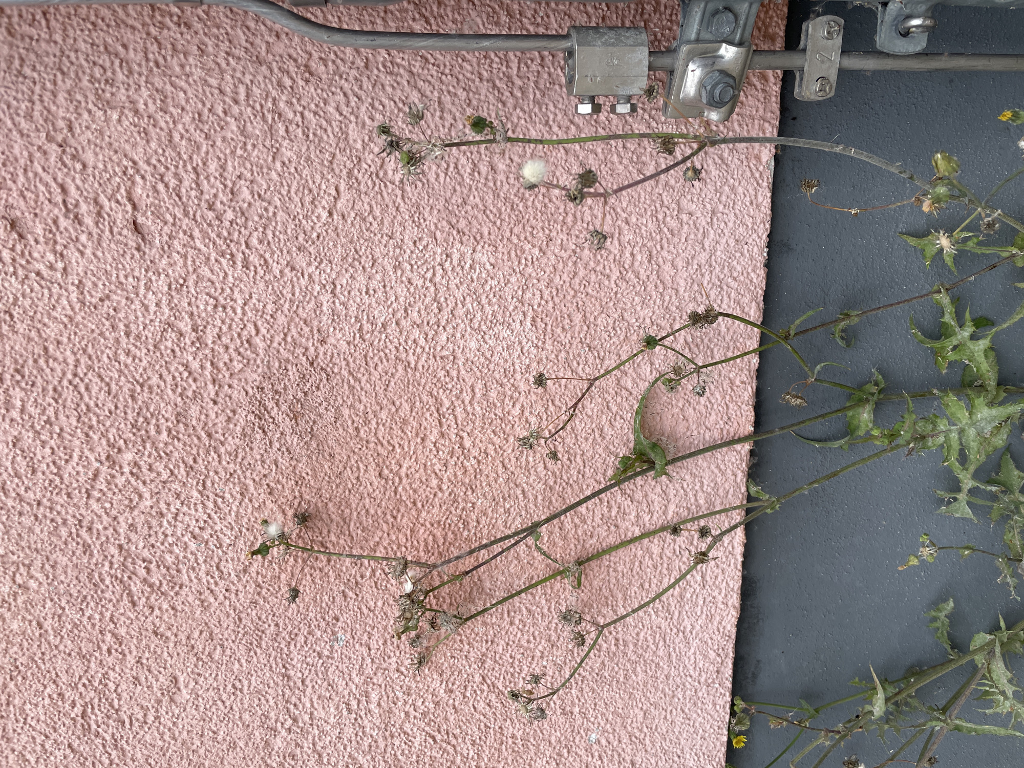 The image shows a section of an exterior wall in Bremerhaven, Germany. The wall has a textured, pale pink finish on the upper portion and a dark gray finish on the lower portion. Several thin, spindly plants with seed heads are growing near the base of the wall. One plant on the right side has a single white puffball seed head. A metallic conduit or pipe runs vertically along the right side of the image, attached to the wall with metal brackets and bolts. The overall scene is an outdoor urban environment.