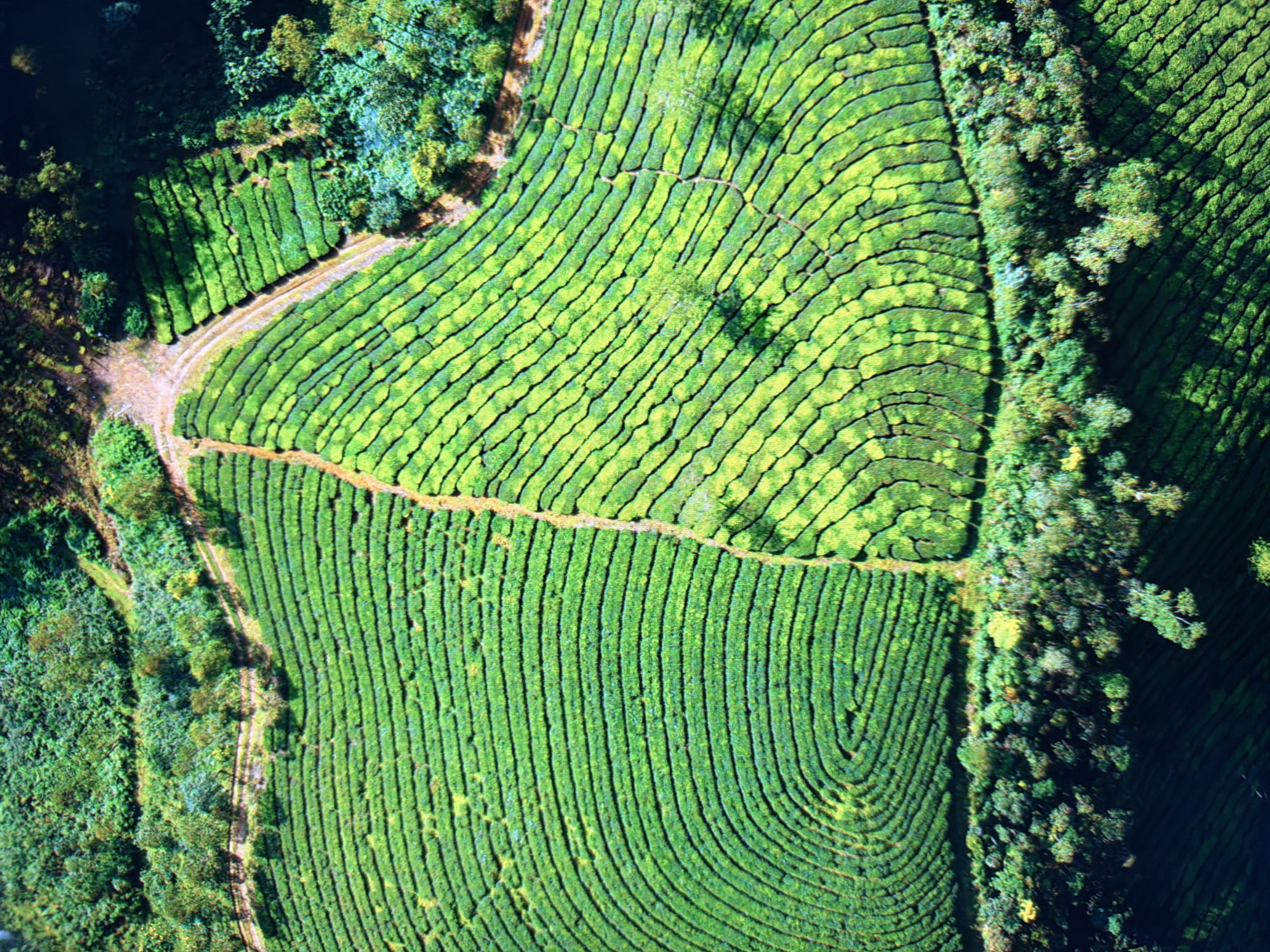 This is an aerial, high-angle, full shot of vibrant green tea fields. The fields are terraced and follow the contours of the land, creating a rippling effect. A dirt path winds through the fields, dividing them into distinct sections. Dense green vegetation and trees border the tea fields, with some trees interspersed within the fields themselves. The lighting suggests it is daytime, with shadows indicating the presence of sunlight. The image does not depict the city of Kyiv, Ukraine, or any people or specific actions.