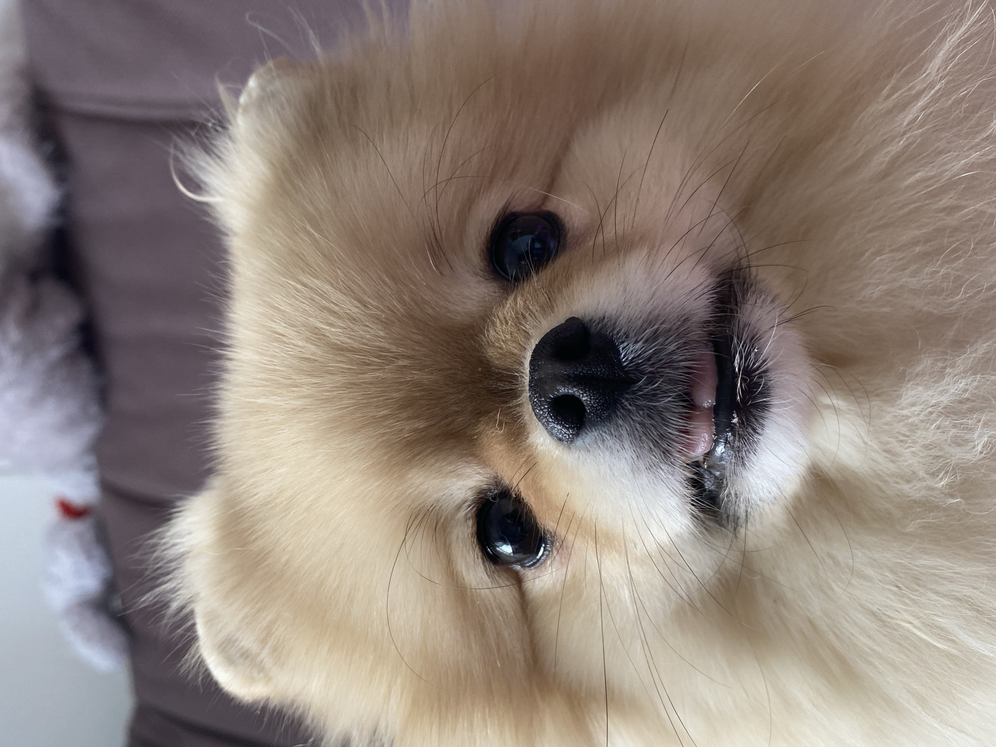 The image depicts a close-up of a tan Pomeranian dog's face, angled slightly. The dog has dark, glossy eyes and a black nose. A small portion of its tongue is visible. The background appears to be a soft, blurred surface, possibly a couch. The location is unknown.