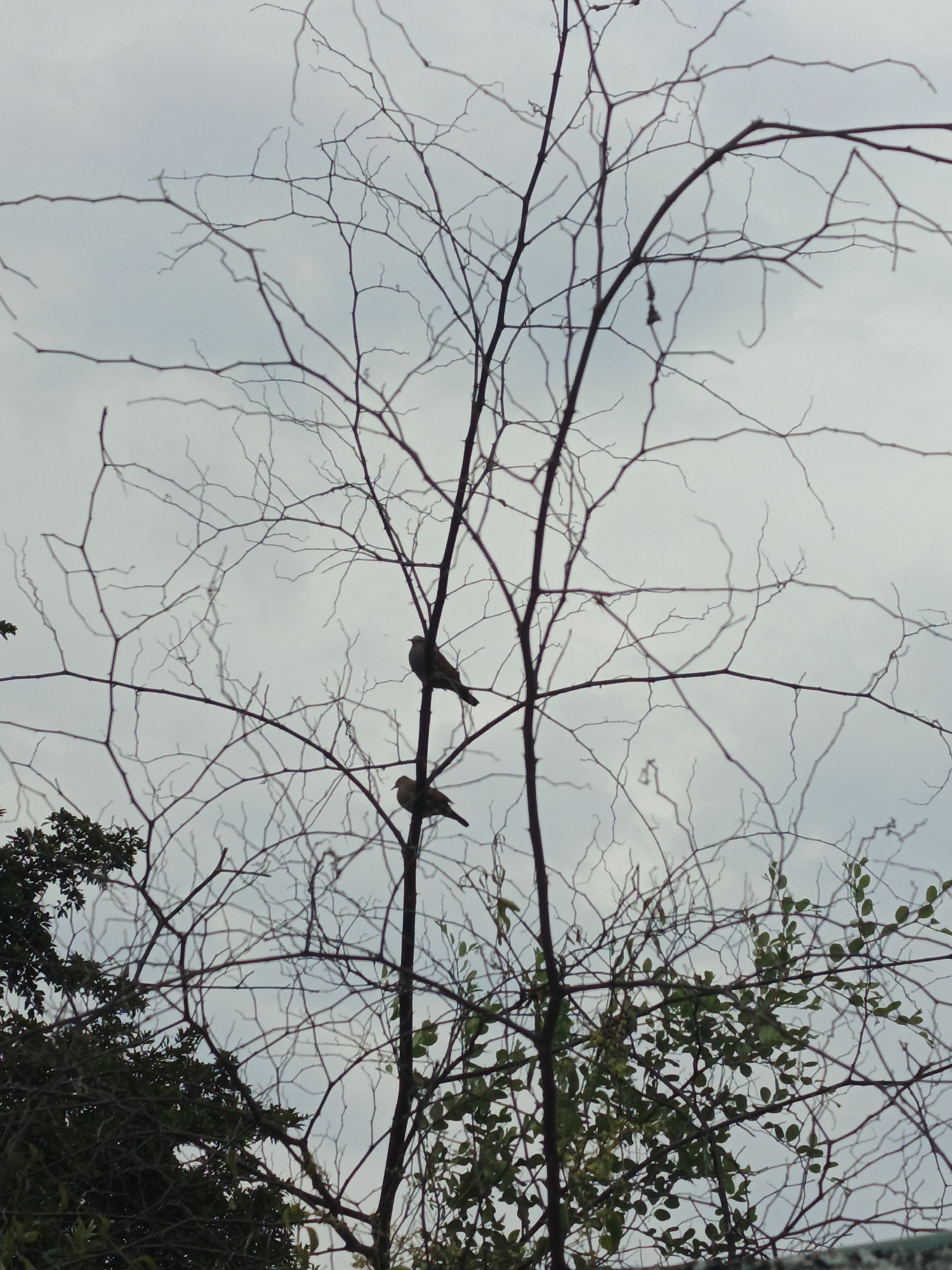 The image shows two birds perched on the branches of a bare tree. The tree is in the foreground, set against a backdrop of a cloudy sky. There is vegetation in the lower part of the image. The location is Tinaquillo, Venezuela.