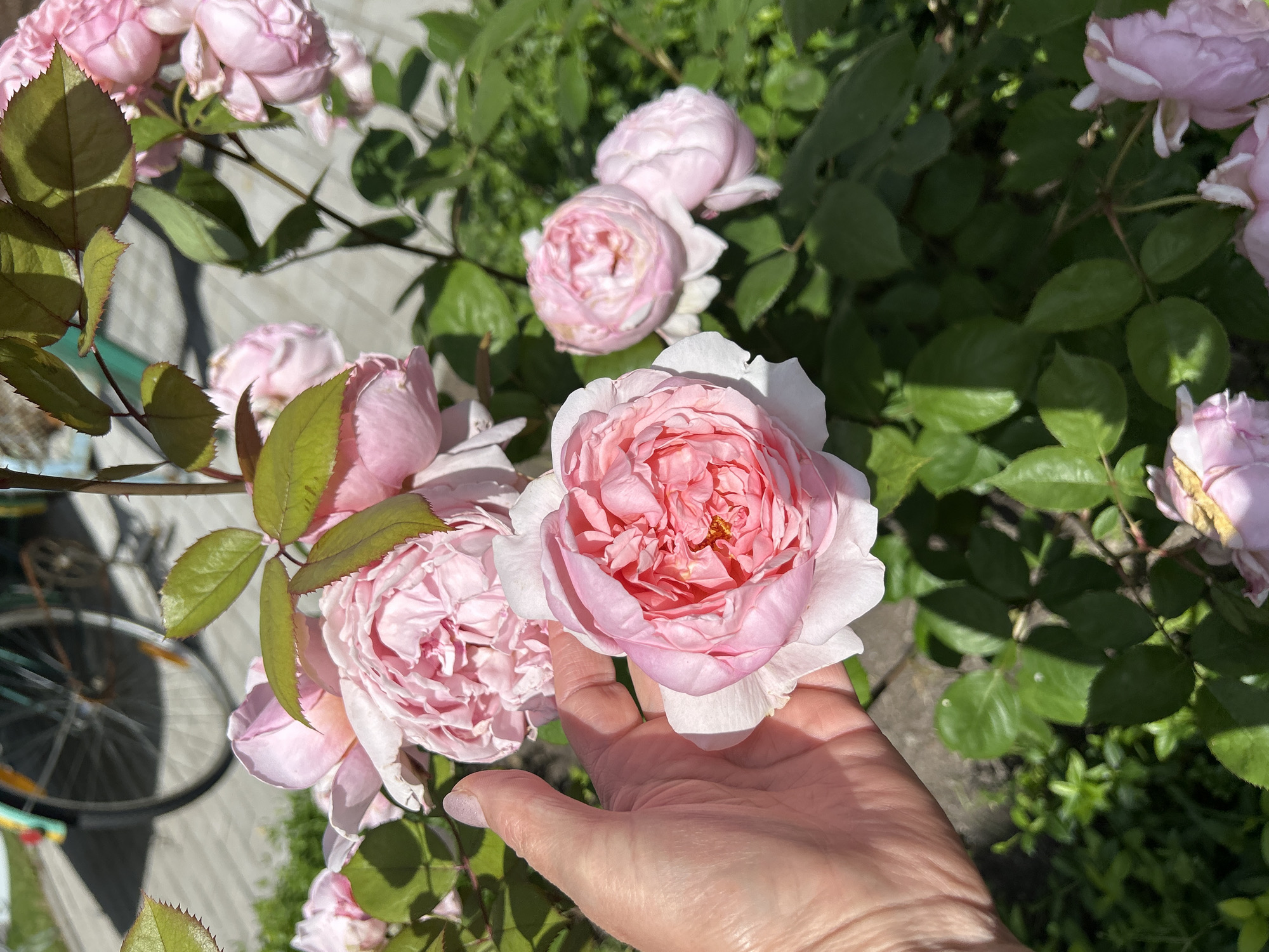 A hand gently cups a fully bloomed pink rose with numerous ruffled petals. The rose is part of a cluster of similar pink roses and green foliage, bathed in bright sunlight, suggesting a clear day. In the background, a bicycle wheel is visible, hinting at an outdoor setting, possibly a garden or yard. The overall scene conveys a sense of natural beauty and peacefulness.