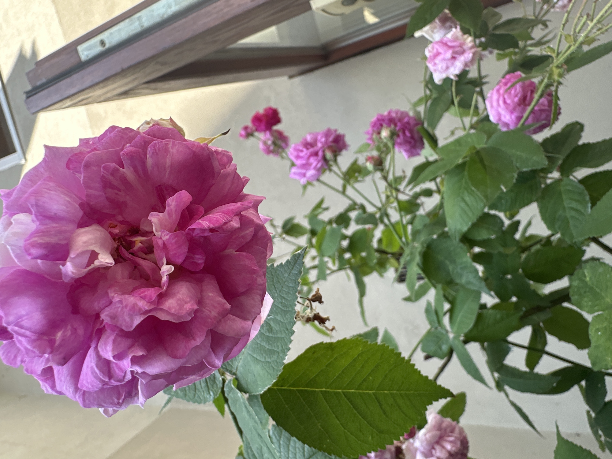 A close-up, low-angle shot of a large, fuchsia-colored rose in bloom dominates the foreground of this outdoor image. The rose's petals are full and layered, with some lighter pink striations. Beneath the main bloom, a stem with numerous smaller, pink roses in various stages of development and green leaves is visible. The background consists of a pale, textured wall and the corner of a dark wooden window frame. The scene is likely a residential area in Łódź, Poland, possibly a balcony or garden setting. No people or animals are present.