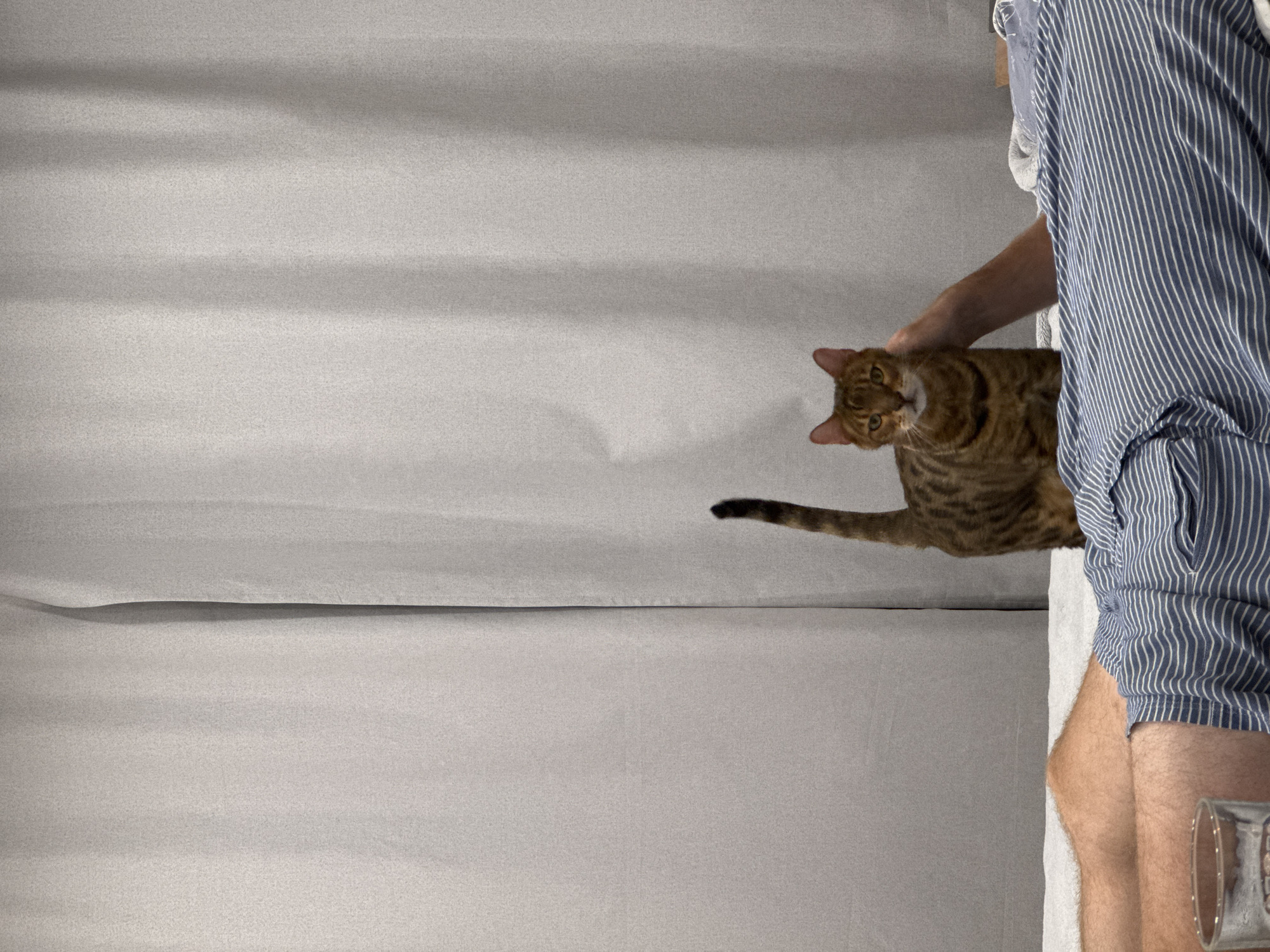 A person is standing next to a cat, with a gray background. The person is wearing a blue and white striped shirt and blue shorts. The cat is brown and black striped and is looking at the camera. The person's right hand is placed on the cat. A glass is in the bottom right corner of the image.