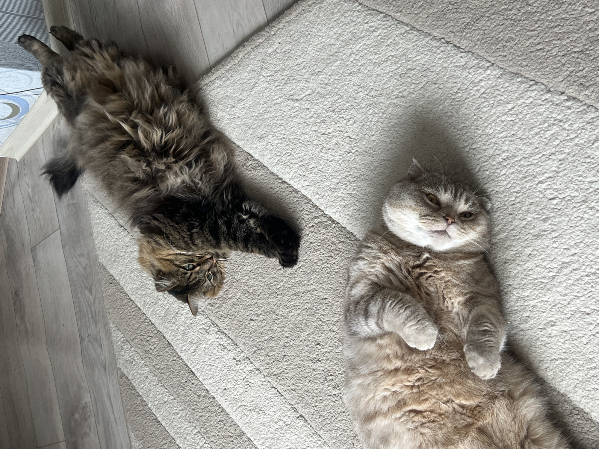 Two cats are lying on a textured, light-colored rug. One cat, on the left side of the image, is long-haired with brown and black fur, lying upside down with its paws in the air and looking towards the camera. The other cat, on the right side of the image, is lighter in color, lying on its back with its paws curled up. The rug is on a floor, partially visible in the lower-left corner, appearing to be light-colored wood or laminate. The specific location in Chaikovsky, Russia is undeterminable from the image.