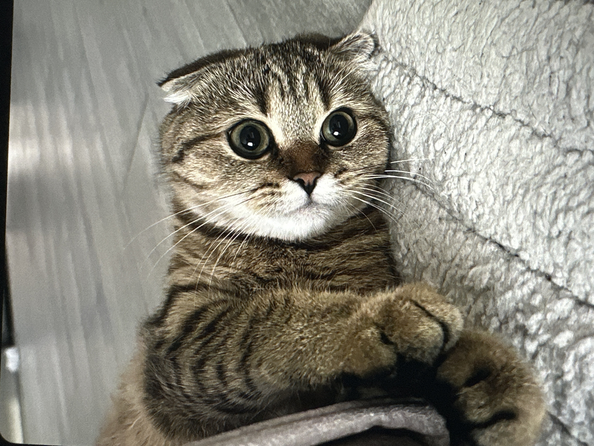 A close-up, high-angle shot shows a tabby cat lying on its side on a textured, light-colored rug. The cat's head is turned towards the camera, revealing large, green eyes with dark pupils. Its fur is brown with distinct black stripes. A folded, light pink blanket is partially visible on the left side of the frame, covering the cat's body. The background consists of a grey, wooden floor with faint light reflections. No specific location in Tallinn, Estonia, can be identified from the image.