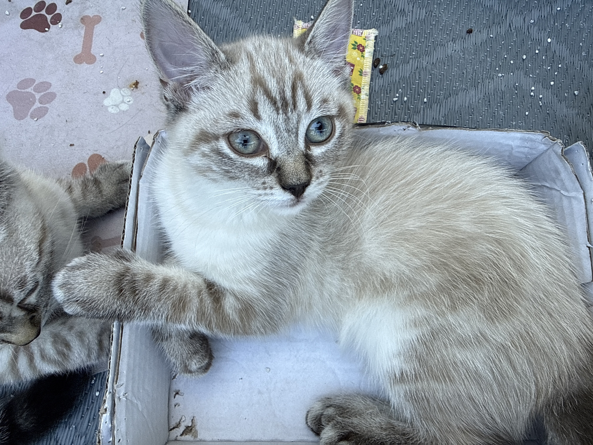 The image shows a close-up, overhead view of a young Siamese cat with blue eyes lying on its back in a cardboard box. The cat's fur is light cream with darker tabby markings on its face, ears, and legs. Its paws are raised, with one paw extended upwards. The box appears to be made of corrugated cardboard and is lined with a pale pink material decorated with paw prints and bones. To the right of the cat, a yellow ribbon with a floral pattern is attached to the edge of the box. The background outside the box consists of a gray, textured surface, possibly a table or ground, with scattered white specks and a few dark debris. The cat's gaze is directed towards the camera. There is no discernible indication of the city of Salach, Germany, within the image itself.