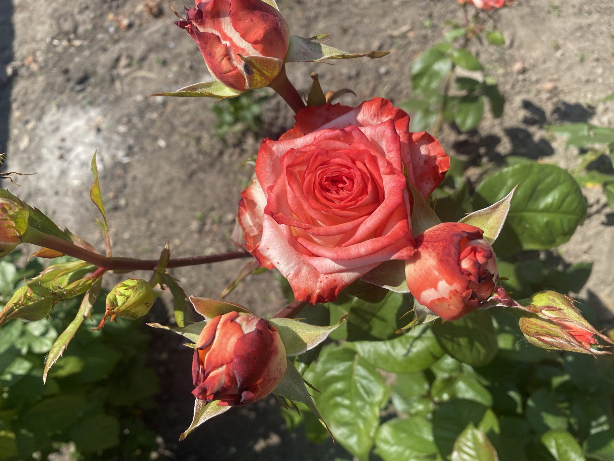 This image, captured in Kisliakovskaya, Russia, depicts a detailed close-up of a rose plant under direct sunlight. The central focus is a fully opened rose bloom, exhibiting petals with a vivid red interior transitioning to lighter red and white margins. Surrounding this central bloom are three prominent rosebuds, predominantly red with white accents, positioned to the upper left, upper right, and lower left. Additional, smaller green rosebuds are visible higher on the main stem.
Multiple insects are present:
1. A black and yellow striped insect, consistent with a wasp or hoverfly, is captured mid-air in the upper central area, above the main rose and near a stem.
2. A small, dark-bodied fly is perched on the upper right rosebud.
3. Clusters of minute, dark green insects, morphologically consistent with aphids, are visible on the young green rose structures and leaves in the upper left quadrant.
The rose foliage, comprising dark green leaves, is dense in the lower left section. The background reveals dry, light brown soil with small debris, indicating a garden environment. Strong natural light creates distinct shadows on the leaves and ground. No human subjects or man-made structures are discernible within the frame.