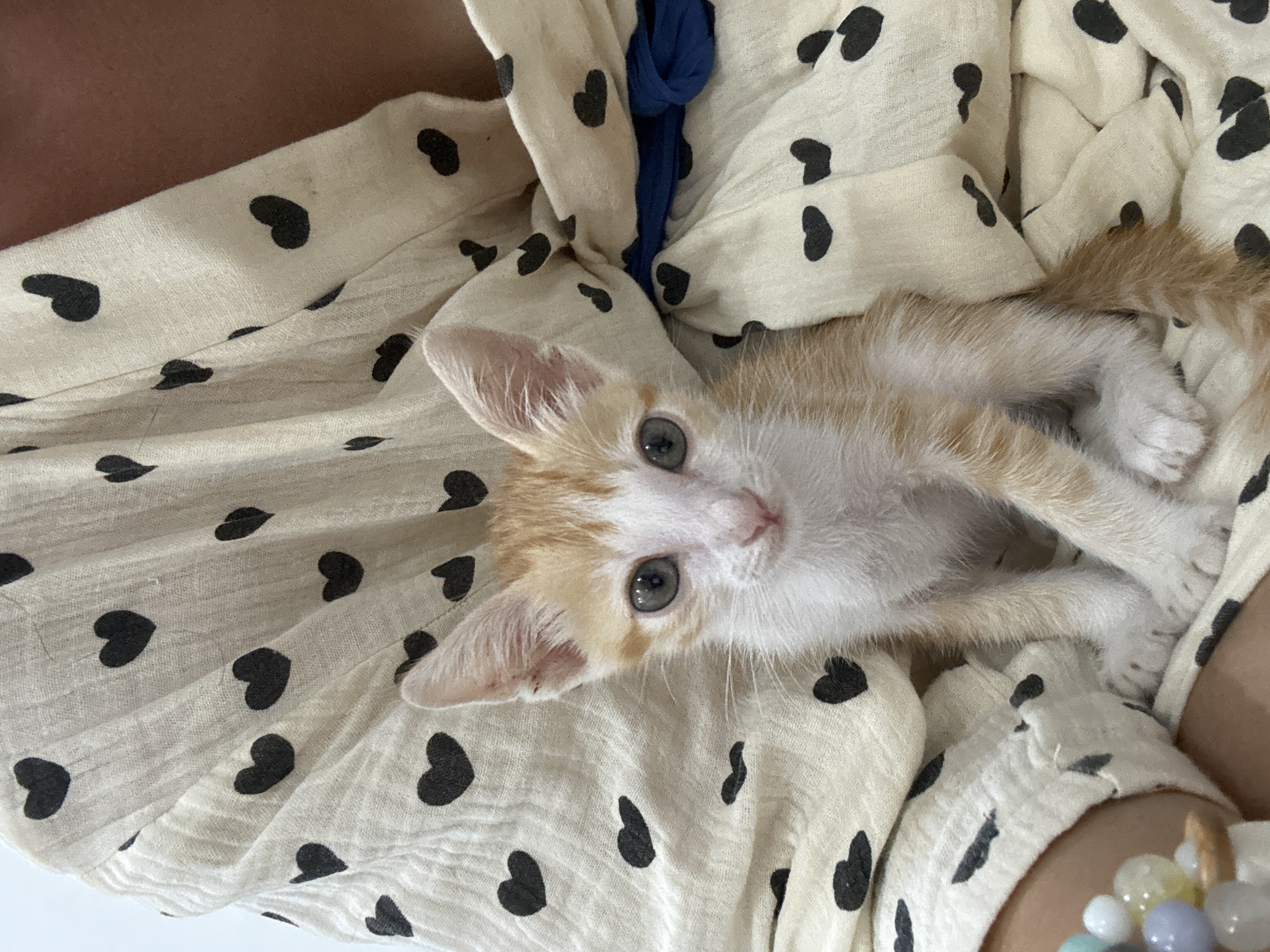 A tan and white kitten with grey-blue eyes lies nestled on a person wearing a patterned shirt with black hearts. The kitten is looking directly at the camera. A blue strap is visible under the shirt. Part of a beaded bracelet is seen on the person's wrist. The location is unspecified. The city Mũi Né, Vietnam is not evident in the image.