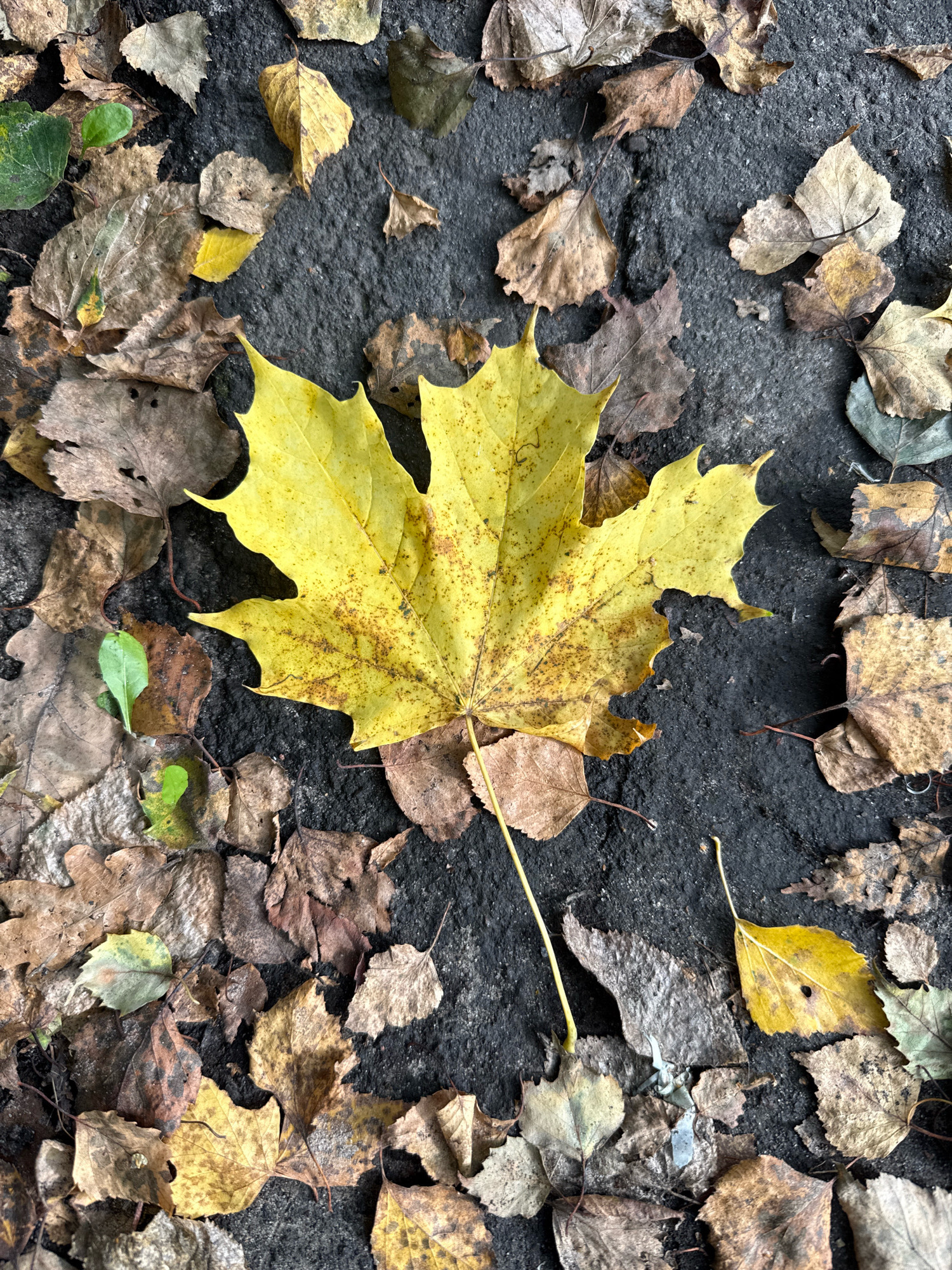 A close-up overhead shot shows fallen autumn leaves scattered across a dark, asphalt-like surface. The leaves are predominantly yellow, brown, and some are tinged with green. A large, vibrant yellow maple leaf with five lobes and dark brown speckles is prominently featured in the center of the image, its stem extending downwards and to the right. Surrounding this central leaf are many other leaves in various states of decay, some appearing dry and brittle, others slightly moist. The texture of the ground appears rough and uneven. The scene is devoid of any human presence or activity, suggesting a quiet, natural setting. The image does not provide information about the specific location in the city of Rusanovo, Russia.