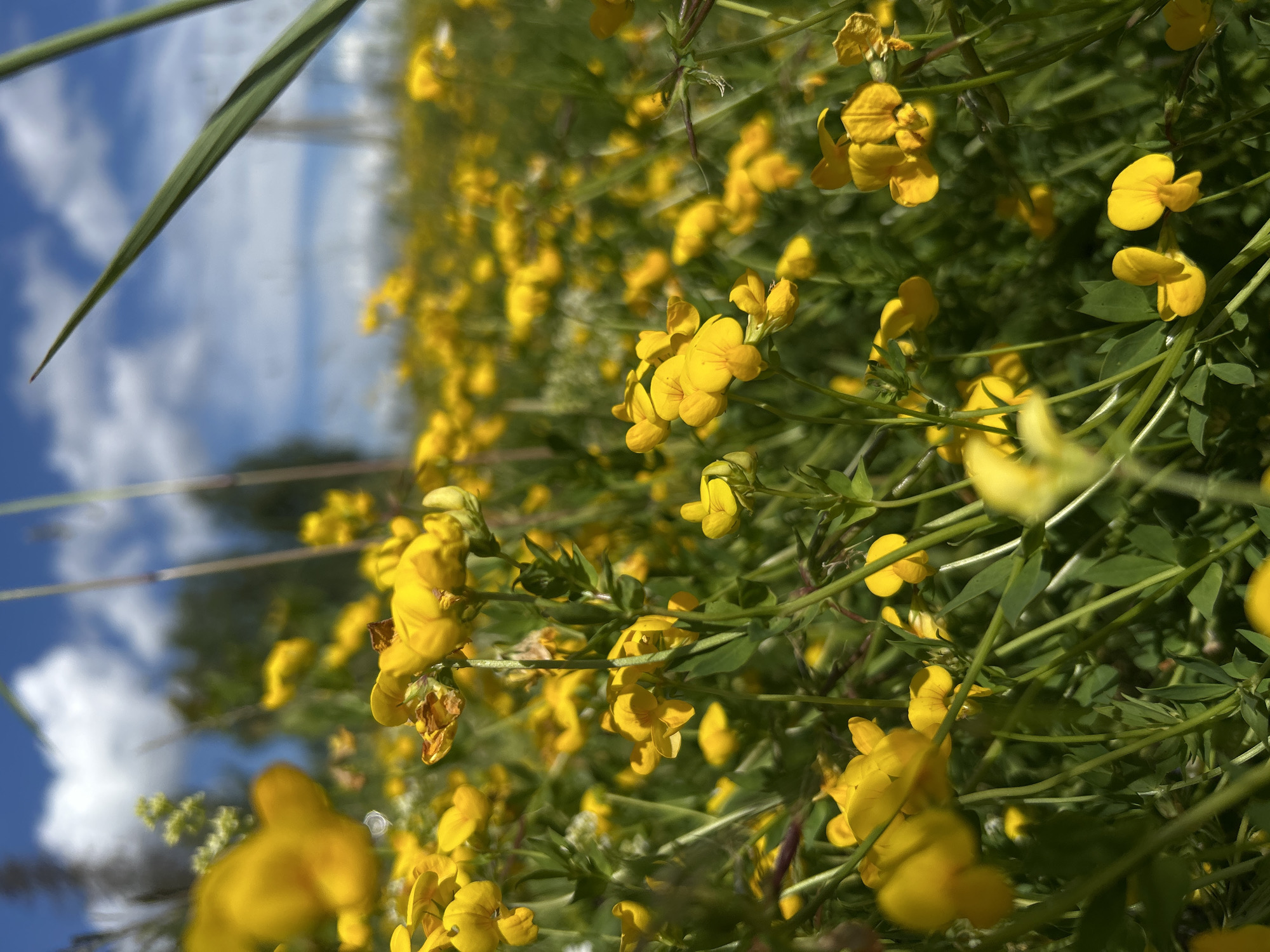 The image is a low-angle shot of a field of bright yellow flowers, likely in Shabury, Russia. The flowers are small and clustered on green stems, with some appearing slightly wilted. In the background, the sky is a vibrant blue with scattered white clouds. There are also hints of trees and greenery in the distance. The foreground is filled with the yellow blossoms, some of which are in sharp focus while others are blurred, creating a sense of depth. A few blades of green grass are visible in the upper right corner, also out of focus. No people or animals are present in the scene. The overall impression is one of a sunny day in a natural, blooming landscape.