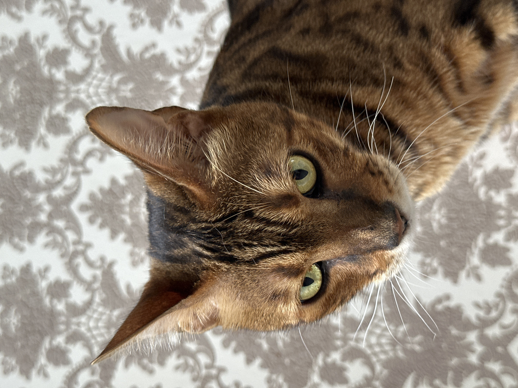 A close-up, head-and-shoulders shot of a Bengal cat is captured against a patterned background. The cat has striking green eyes and a golden-brown coat with distinctive dark spots and stripes. Its ears are pointed and alert. The background is a textured wallpaper with a light-colored, damask-like pattern. There is no discernible information in the image that would indicate a location in Energetik, Russia.