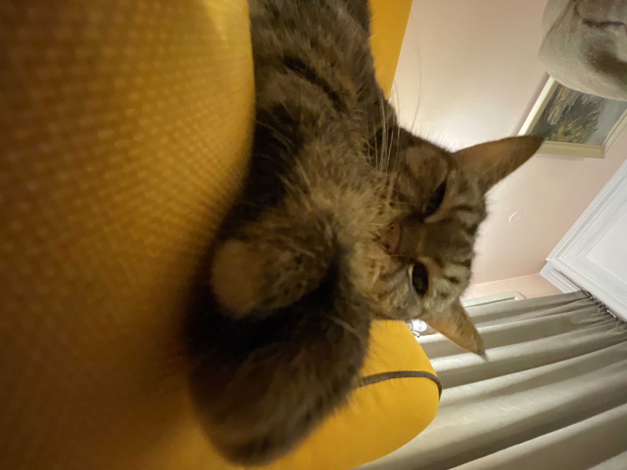 A tabby cat rests in a yellow chair. The cat is angled towards the camera. The background includes part of a wall, a framed picture, a cat tree, and gray curtains. The location is unknown and is not possible to determine based on the image.