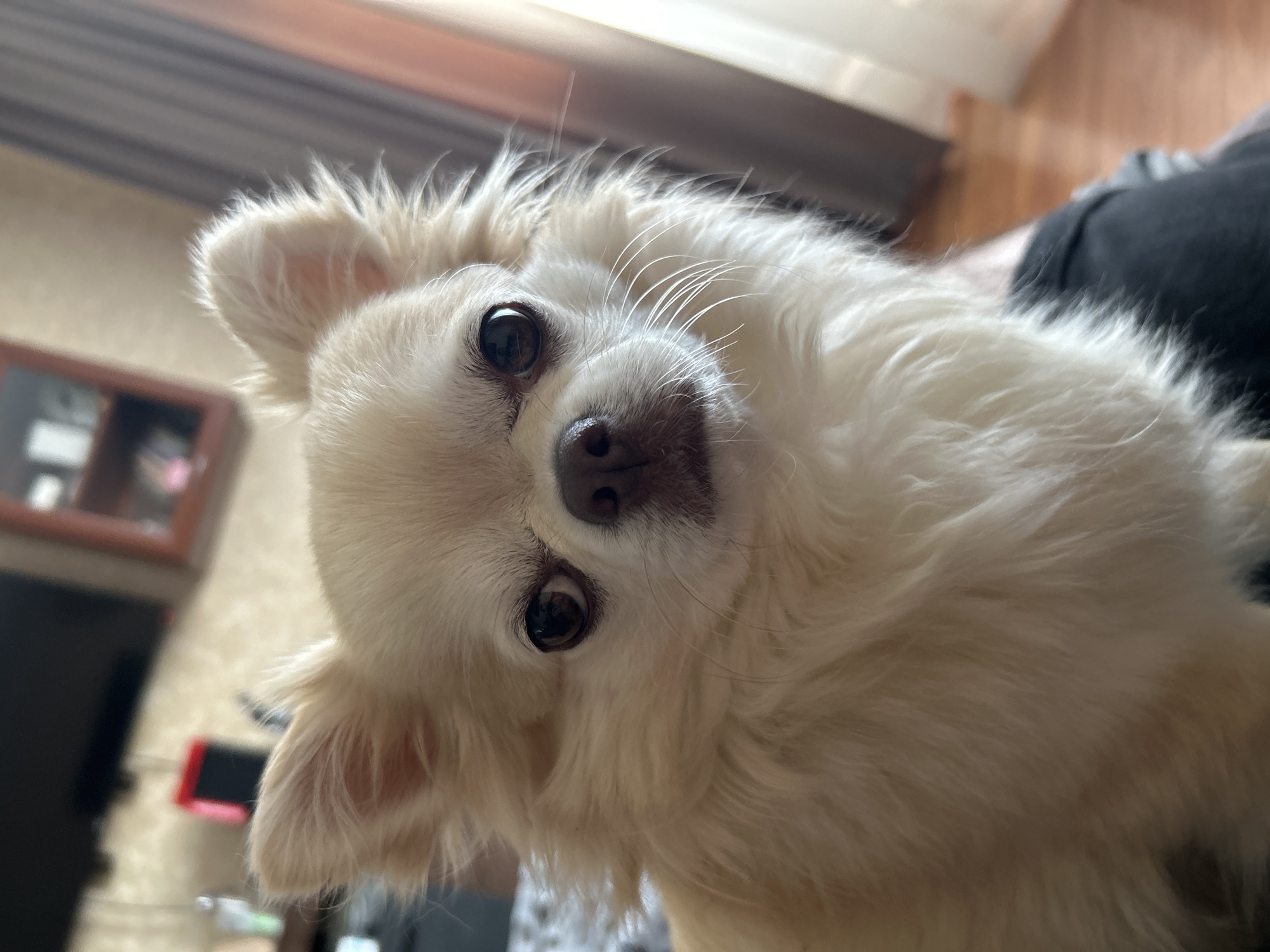 A close-up, tilted shot captures a fluffy, cream-colored dog looking directly at the camera. The dog's large, dark eyes are prominent, reflecting the light. Its ears are perked and covered in fine, wispy fur. The background is blurred, but suggests an indoor setting with wooden elements and possibly furniture. To the left, a dark rectangular object with a red accent is visible, which could be a piece of electronics or furniture. The overall impression is intimate and focused on the dog's face. The lighting suggests daytime. The image appears to be taken in Moskovskiy, Russia. There is no visible text in the image.