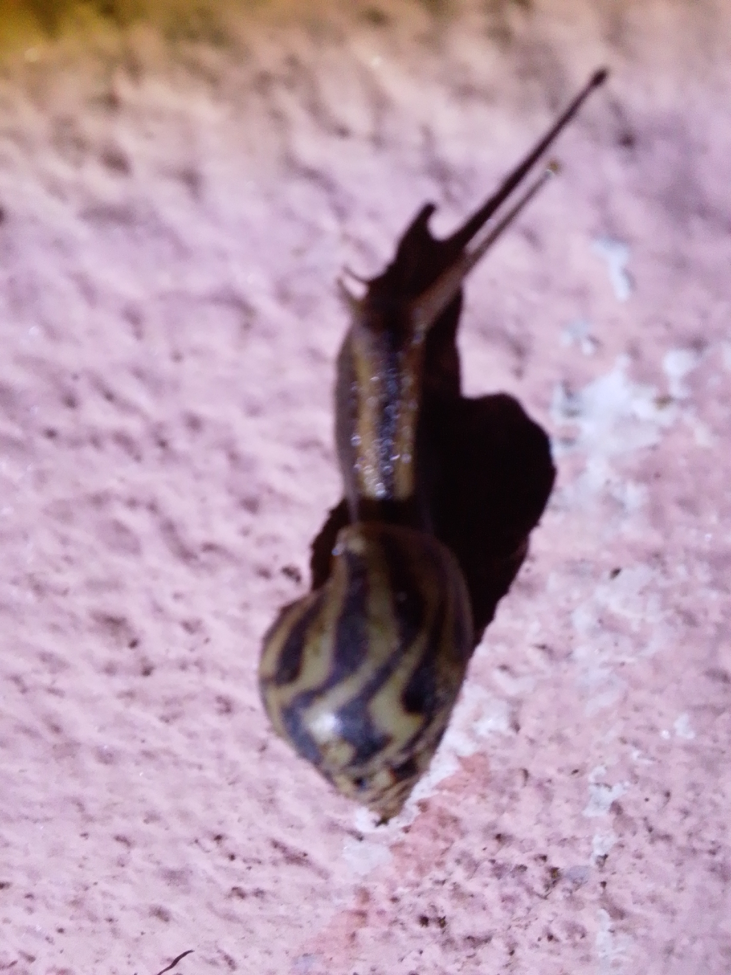 A close-up, vertical shot shows a snail with a banded shell, patterned with dark brown and yellowish-green stripes, clinging to a pinkish, textured surface that appears to be a wall. The snail's dark body is visible, and it has two long, slender antennae extended upwards. A shadow cast by the snail is prominent on the wall. The background is blurred, with a gradient of warm colors, transitioning from yellowish at the top to pinkish at the bottom. The image appears to be taken outdoors, possibly in an urban environment like Serti, Nigeria, where such a scene could be observed on a building's exterior. The overall impression is one of a natural moment captured in detail, highlighting the texture of the snail's shell and the surface it occupies.