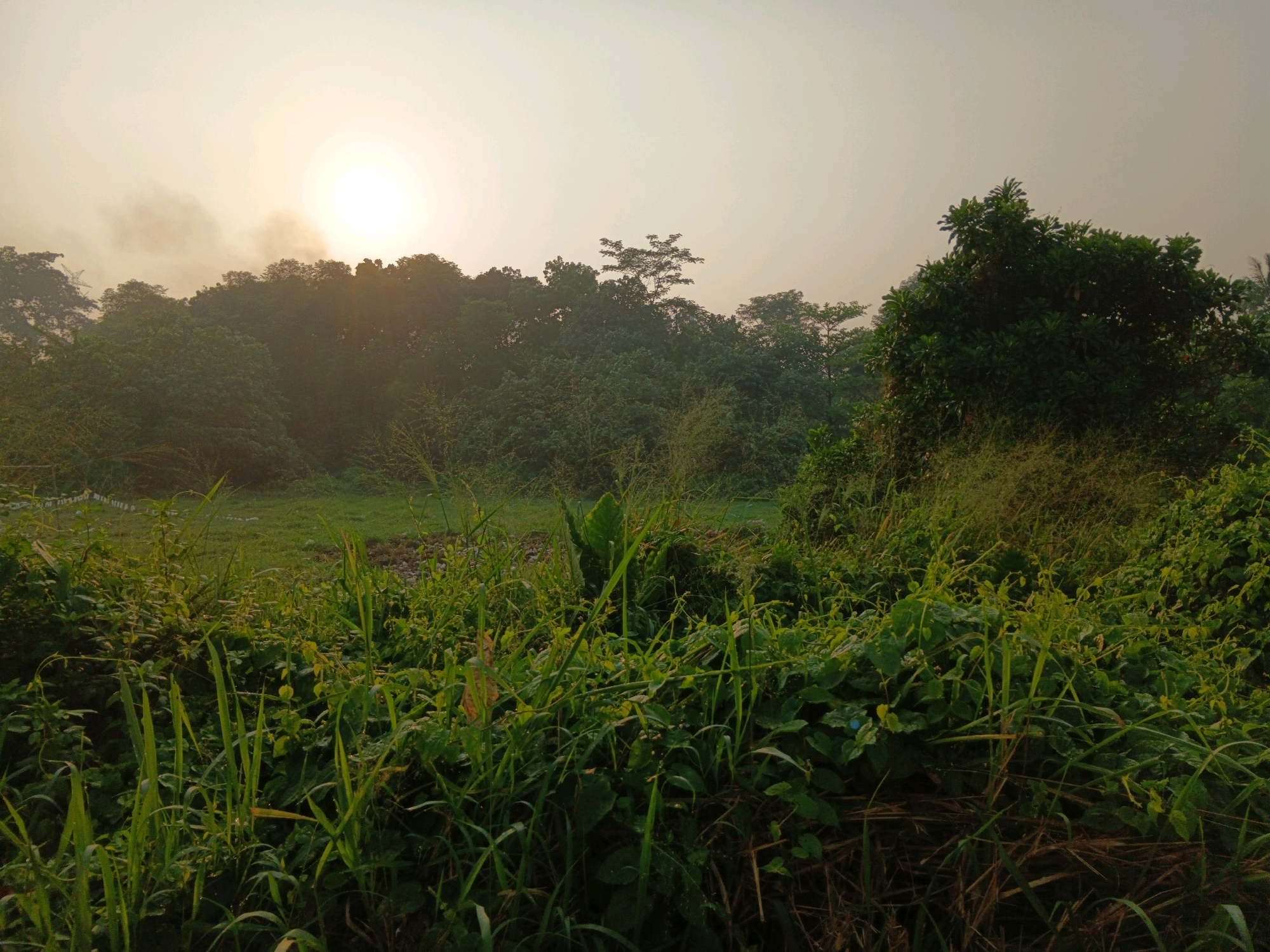 This is an eye-level, outdoor shot of a grassy field with a treeline and the sun in the sky. The sun is on the left side of the frame, and there are some wisps of smoke or clouds near it. The treeline extends across the middle and right of the frame, with a large, dense tree dominating the right side. The foreground is filled with tall grass and other greenery. The overall lighting suggests it is early morning or late afternoon. The scene appears to be in a rural or semi-rural area, consistent with some outskirts of Bekasi, Indonesia, given the lush vegetation and the absence of prominent urban infrastructure. There are no people or animals visible in the frame.
