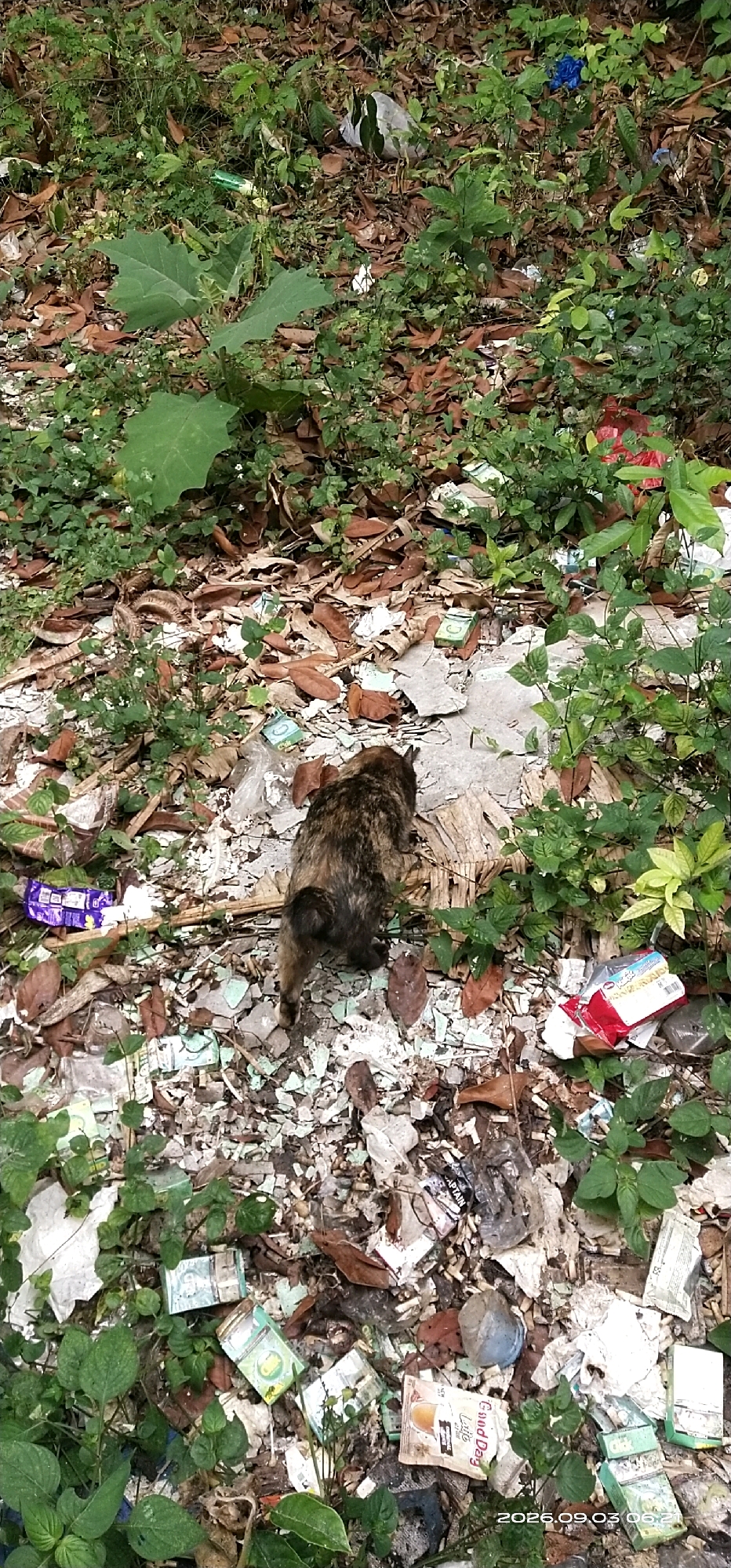 The image depicts an outdoor scene likely in Matabu, Indonesia, characterized by overgrowth and scattered debris. A brown and black tabby cat is the primary subject, shown from a dorsal view, facing away from the camera and towards a patch of light-colored debris. The ground is covered in a mixture of fallen leaves, green vegetation, and various types of litter, including plastic packaging, paper wrappers, and what appear to be cigarette packs. The debris is concentrated in the center of the frame, with the cat positioned amidst it. The overall environment suggests an unkempt area, possibly a neglected public space or a backyard. The presence of numerous small, light-colored fragments and larger pieces of a whitish material suggests broken objects, possibly plaster or concrete, among the organic debris. The lighting indicates it is daytime.