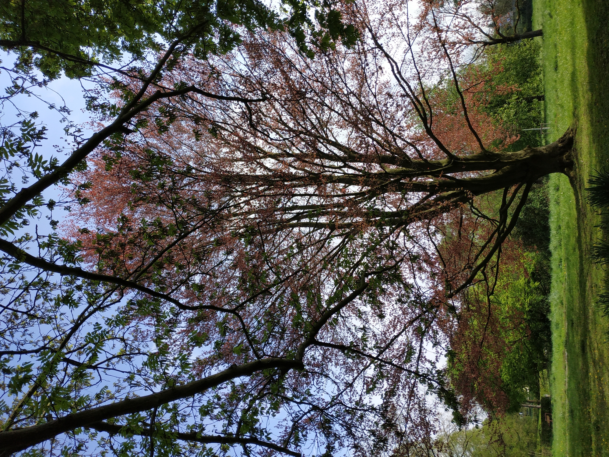A vibrant outdoor scene, likely captured in a park in Dortmund, Germany, is presented from a slightly low-angle perspective. The dominant subject is a large, mature tree positioned on the left side of the frame, its thick, gnarled trunk rooted in verdant grass. The tree boasts an expansive canopy, with numerous branches extending across the upper and central portions of the image, adorned with a mix of reddish-brown leaves or nascent buds, characteristic of early spring growth or a species like a copper beech. Patches of brighter green leaves are also visible, particularly on foreground branches and from other trees in the distance.
A clear, bright blue sky peeks through the tree's foliage, suggesting sunny or partly cloudy conditions. To the right of the main tree, a well-kept, lush green lawn stretches into the background. Further into the distance, a line of other green trees forms a natural boundary, contributing to the tranquil park setting. The overall impression is one of natural beauty and serenity during what appears to be a pleasant daytime in early spring. There are no people or discernible text visible in the image.