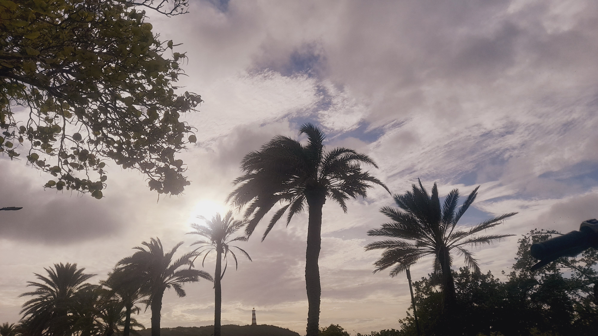 The image captures a coastal scene with silhouetted palm trees against a dramatic sky. The time of day appears to be late afternoon or early evening, with the sun low on the horizon, casting a warm glow and creating bright flares. The sky is filled with a mix of soft, diffused light and darker, more dramatic clouds, suggesting a partly cloudy or overcast condition with the possibility of changing weather.
Several palm trees of varying heights dominate the foreground, their fronds creating intricate patterns against the sky. To the left, the branches and leaves of a different type of tree are visible, contributing to the lush, tropical feel of the setting. In the distance, a striped lighthouse stands atop a hill, a key landmark for the location. The overall mood is serene and picturesque, evoking a sense of tropical tranquility. While there are no visible people or explicit text, the scene is strongly suggestive of a vacation or a moment of peaceful contemplation in a natural, seaside environment. The location context of Pedro González, Venezuela, reinforces the tropical, coastal interpretation.