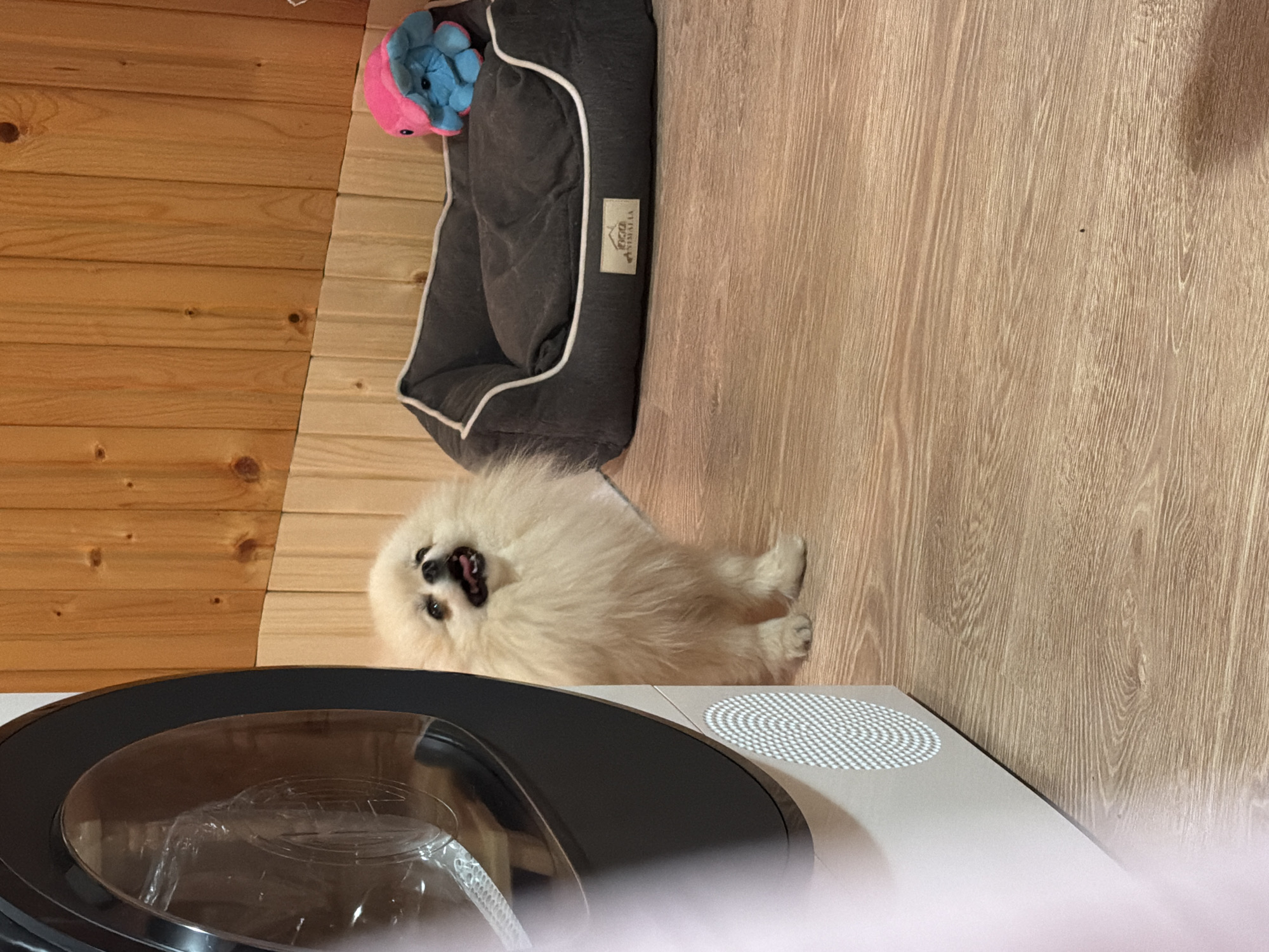 A Pomeranian dog lies on a light-colored wooden floor, next to a grey dog bed containing a blue and pink toy. A circular, likely electronic, object with a black and clear top is also visible, seemingly on the floor. The image was likely taken indoors, with a wooden wall visible behind the dog bed. The location, Brestovene, Bulgaria, is unrelated to the image content.