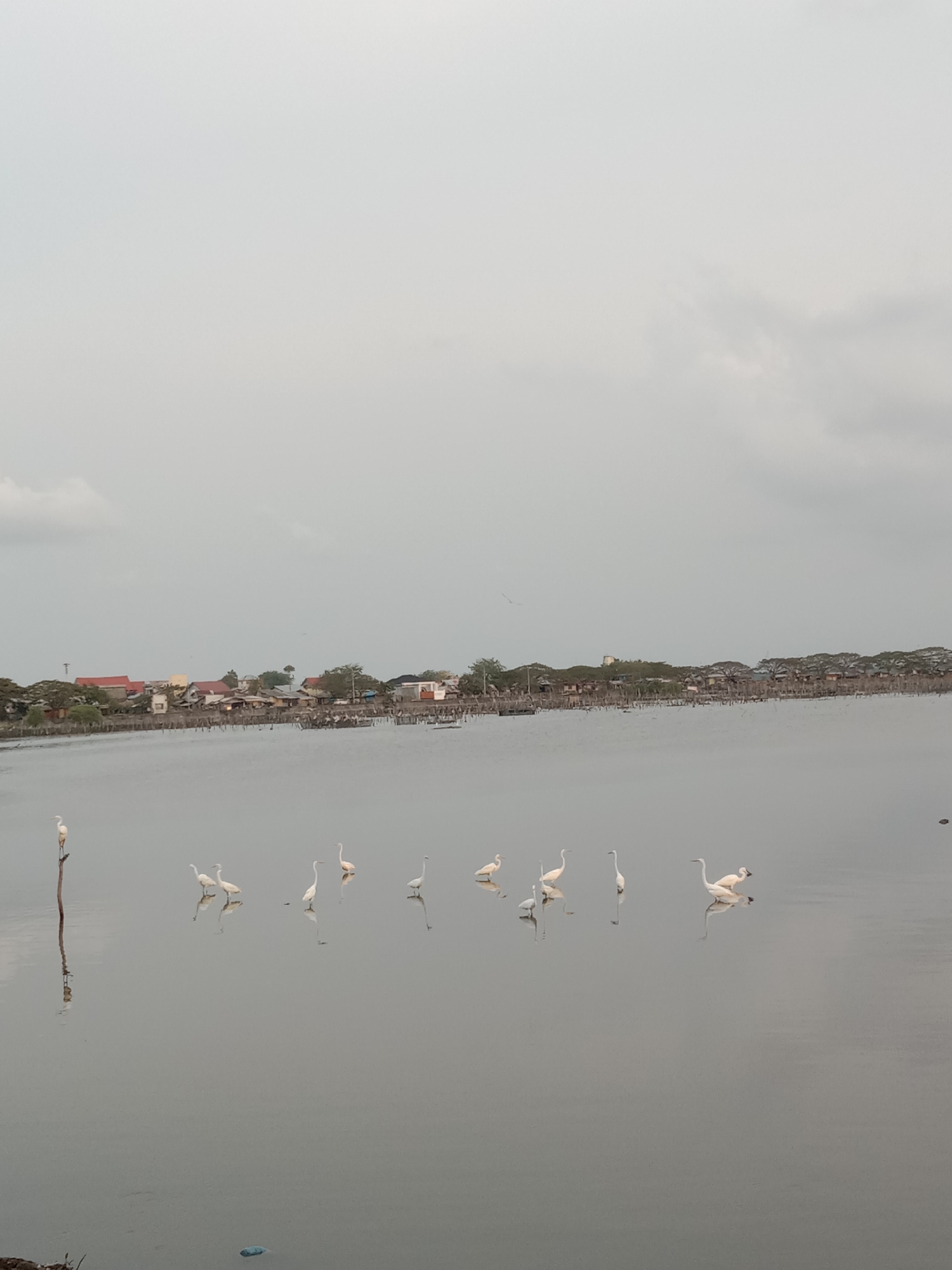 The photograph captures a tranquil scene in Lhokseumawe, Indonesia, featuring a body of water reflecting the overcast sky. A line of houses is visible in the background. Several white birds are standing in the water, one perched atop a post.