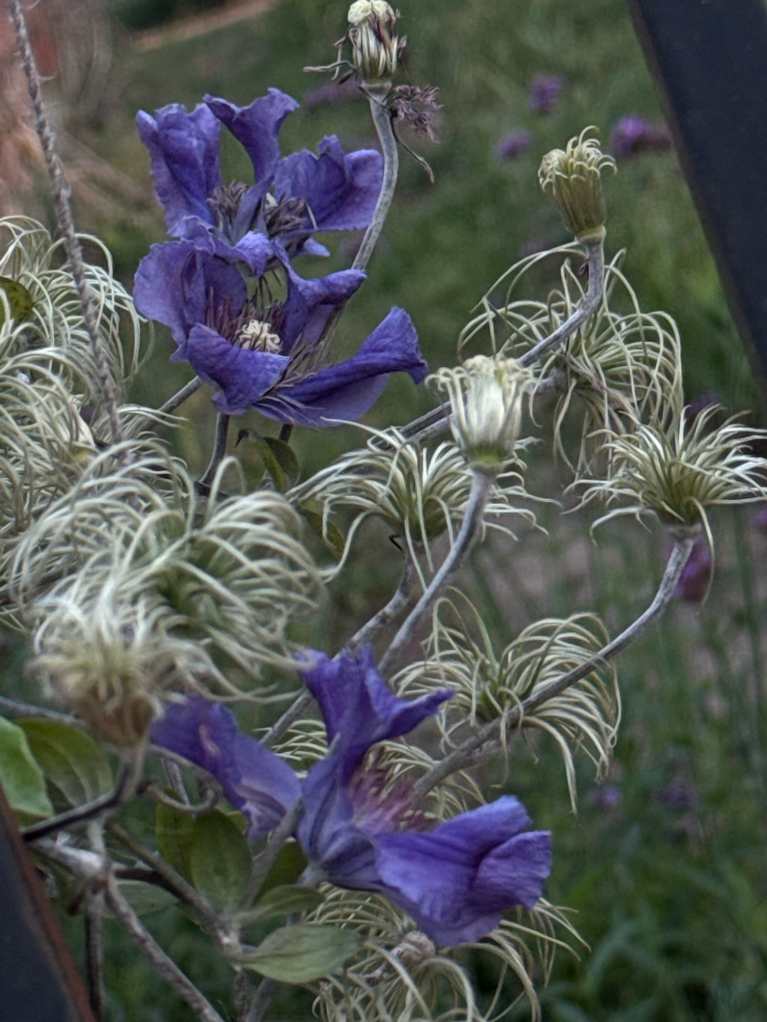 The image shows a close-up of purple clematis flowers and seed heads in Simferopol, Ukraine. The flowers are vibrant purple with delicate petals and a prominent central stamen. Surrounding the flowers are feathery, dried seed heads that resemble pale, wispy arrangements. The background is a soft blur of green foliage and some out-of-focus purple blooms, suggesting a garden setting. The lighting is subdued, creating a somewhat moody and intimate atmosphere. There are no people or animals visible in the frame. The overall impression is of a natural, botanical scene.