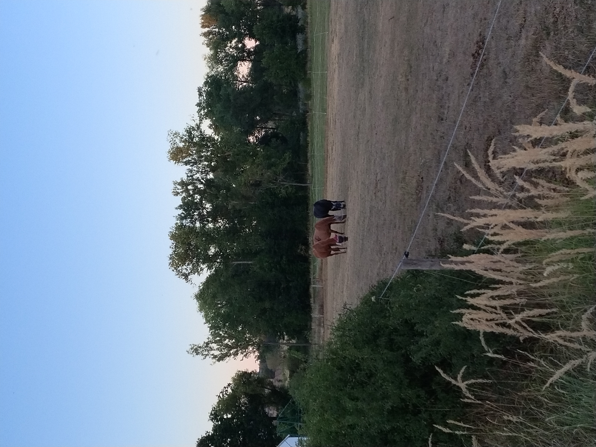 The image depicts a pastoral scene at dusk in Dobev, Czechia. Two horses are grazing in a dry, grassy field, one a reddish-brown and the other dark brown or black. Behind them, a line of lush green trees forms a dense treeline, suggesting a rural or semi-rural setting. In the foreground, tall, dry grasses and stalks are visible, some caught by the wind, and a wire fence runs across the image, demarcating the field. The sky above is a clear, pale blue, transitioning to a hint of pink near the horizon, indicative of sunset. A small white building is partially visible on the far left of the image, partially obscured by greenery. The overall atmosphere is tranquil and natural.