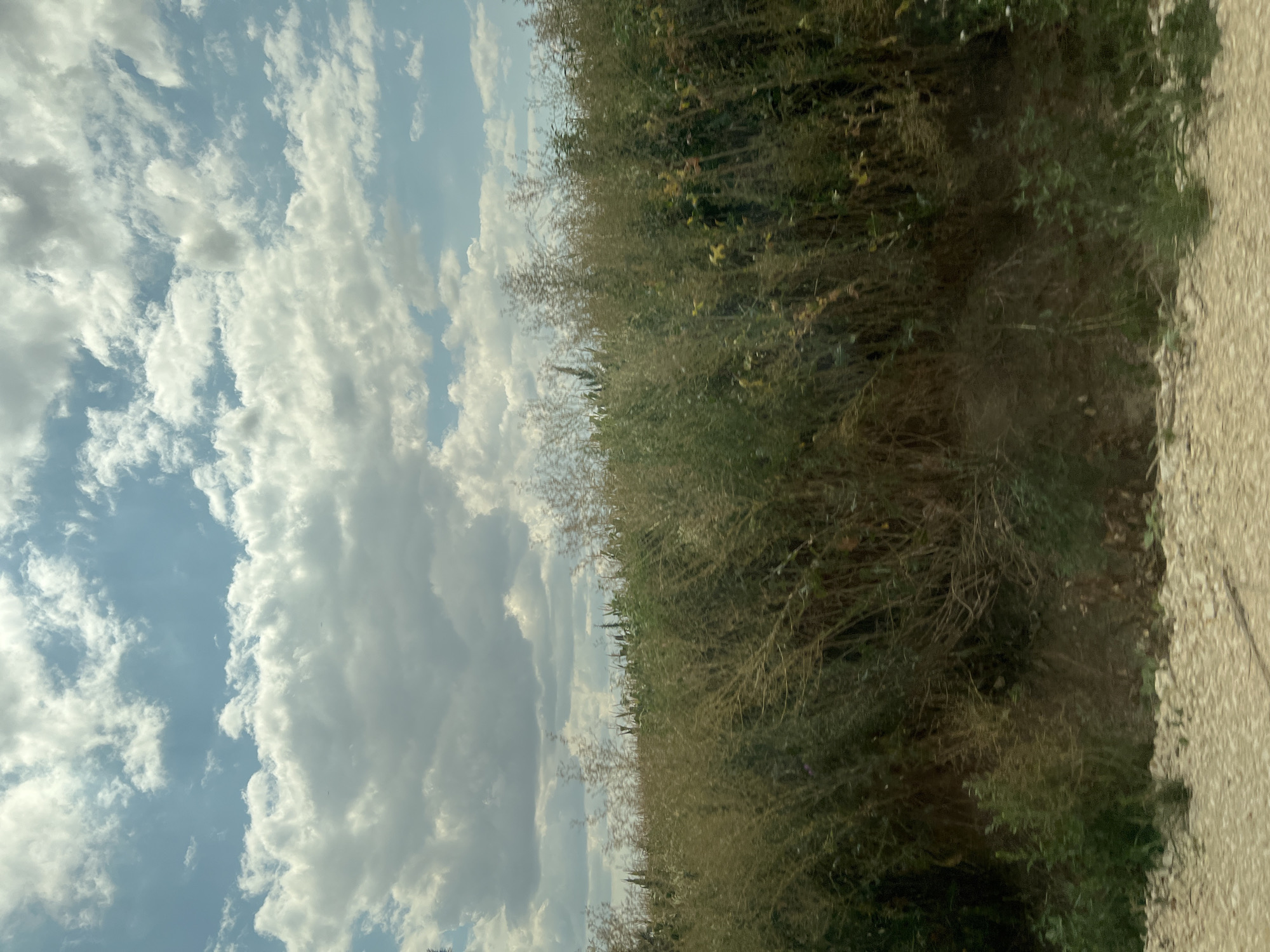 An outdoor, eye-level, wide shot shows a rural landscape in the city of Primortsi, Bulgaria, on a sunny day. The sky is blue with white, fluffy clouds. Below the sky is a dense field of green and brown vegetation, appearing to be crops or tall weeds, that extends across the entire frame. The foreground shows a light-colored, gravelly surface, suggesting a dirt road or path. The image was taken from a moving vehicle, indicated by the motion blur in the vegetation. No people are visible in the image.
